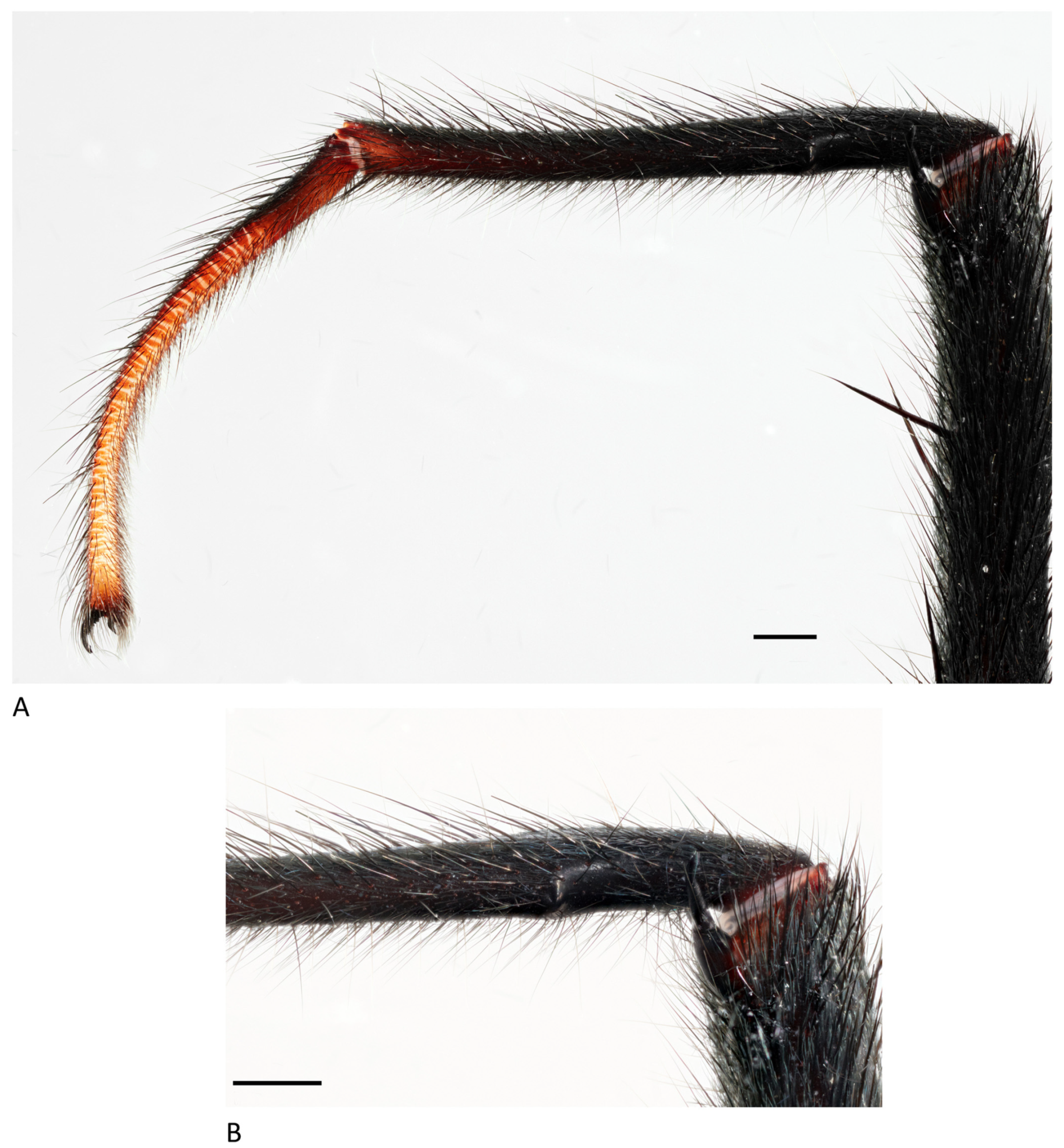 Arthropoda 01 00010 g076 550