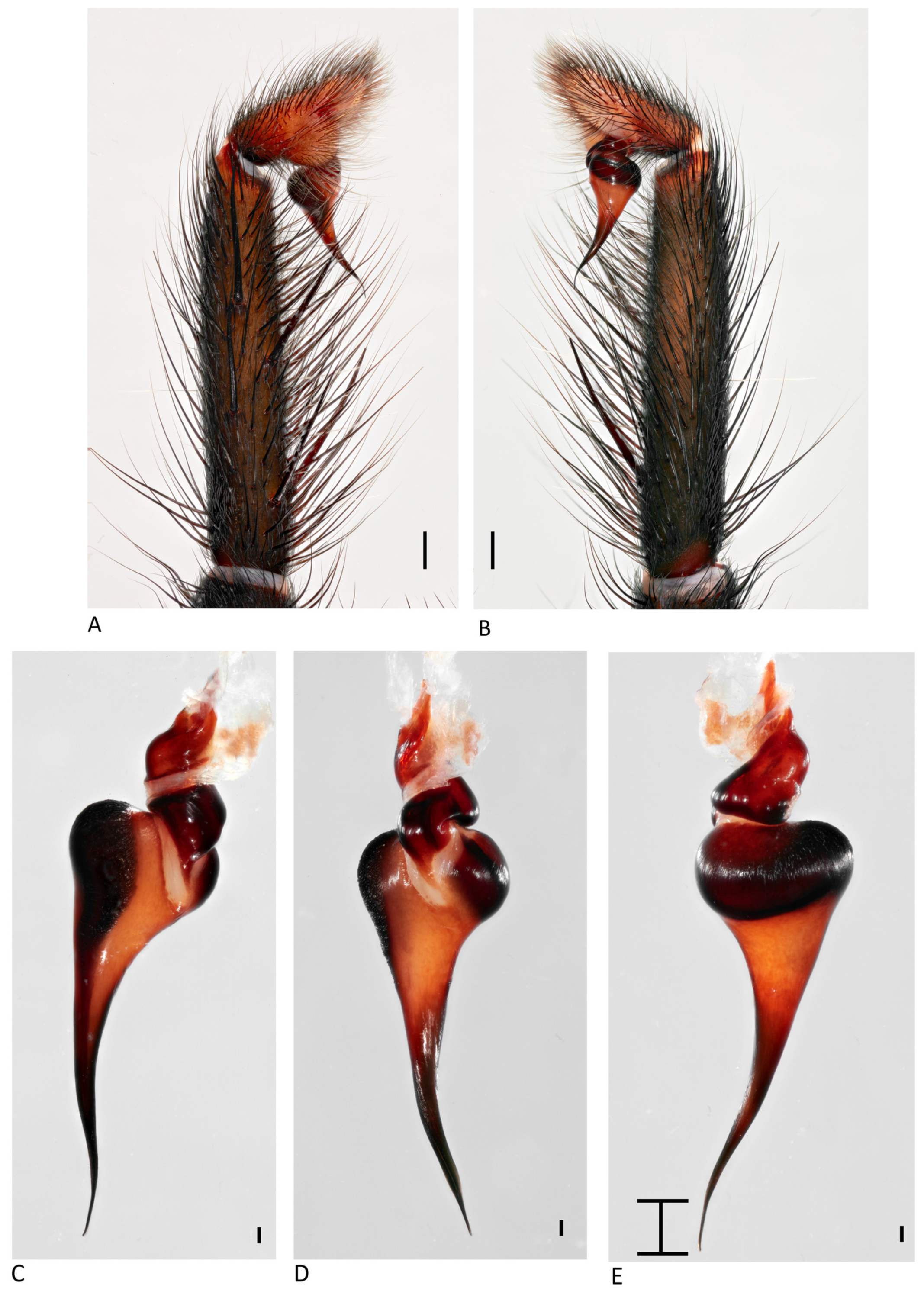 Arthropoda 01 00010 g077 550
