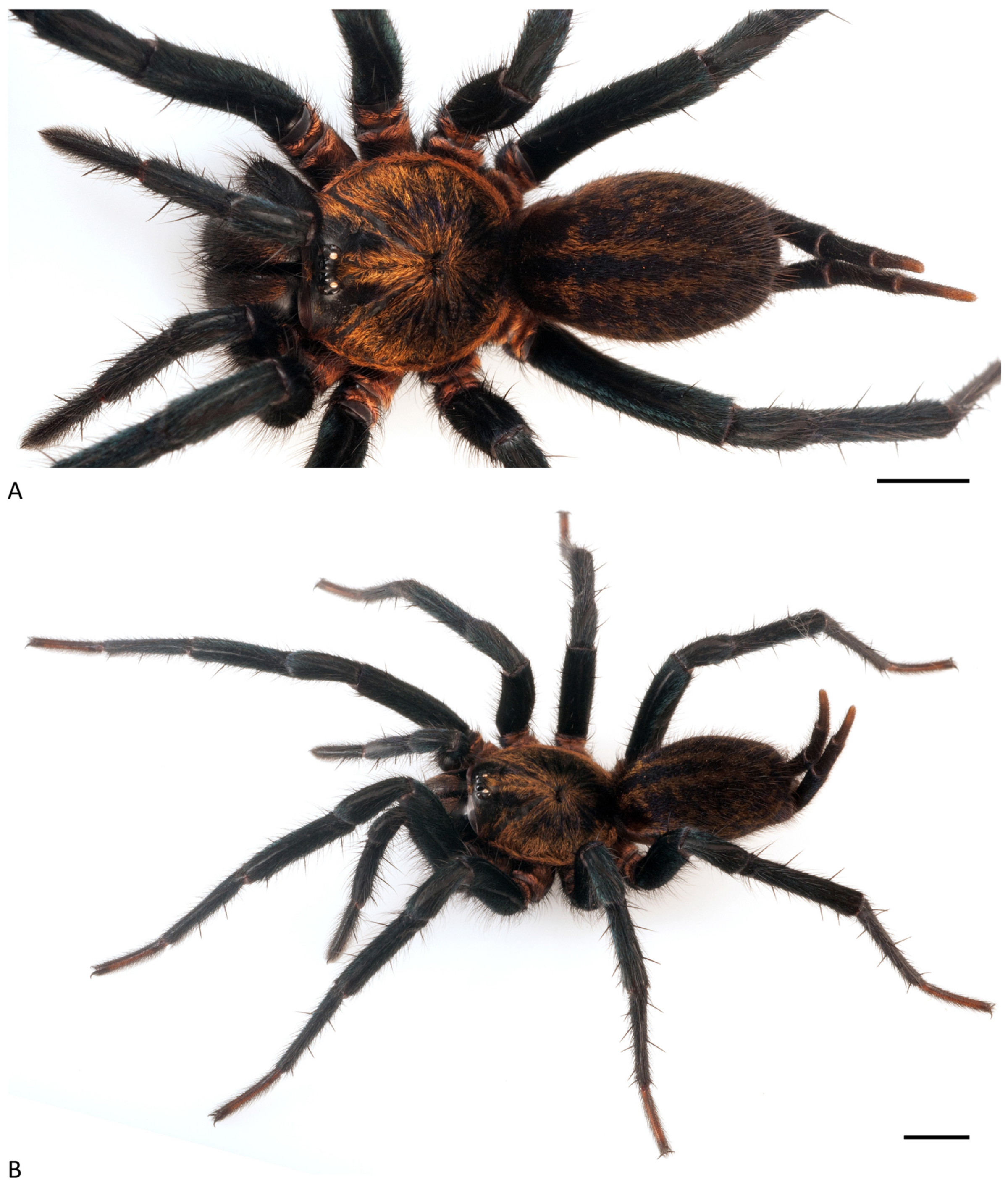 Arthropoda 01 00010 g078 550