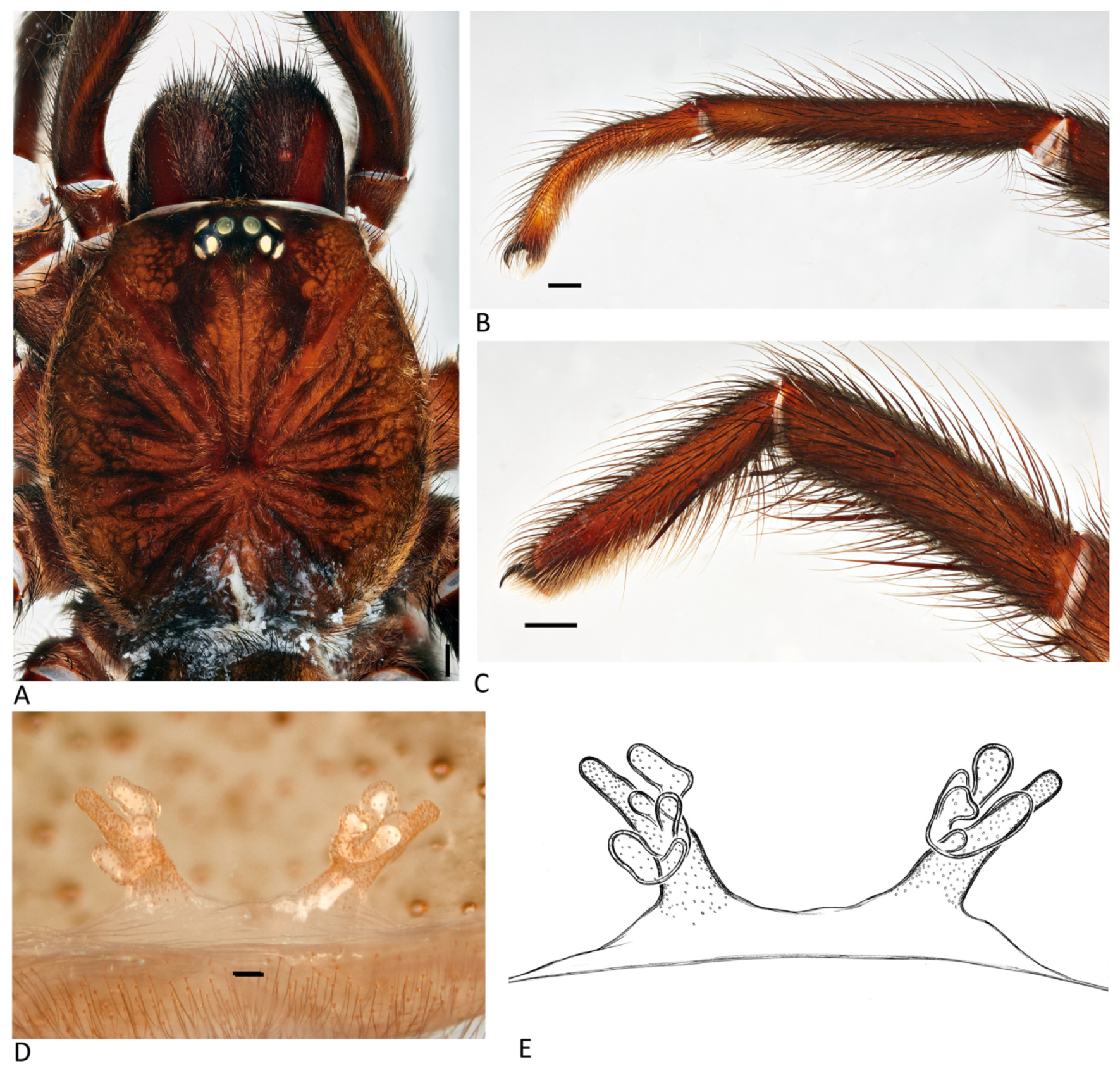 Arthropoda 01 00010 g079 550