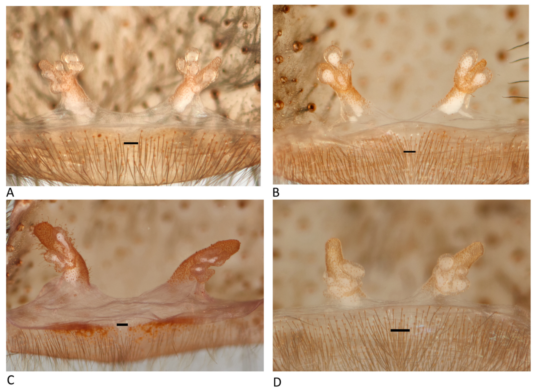 Arthropoda 01 00010 g080 550