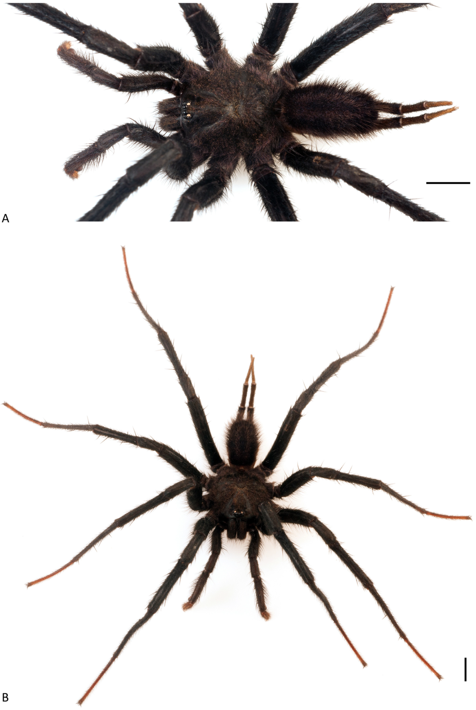 Arthropoda 01 00010 g081 550