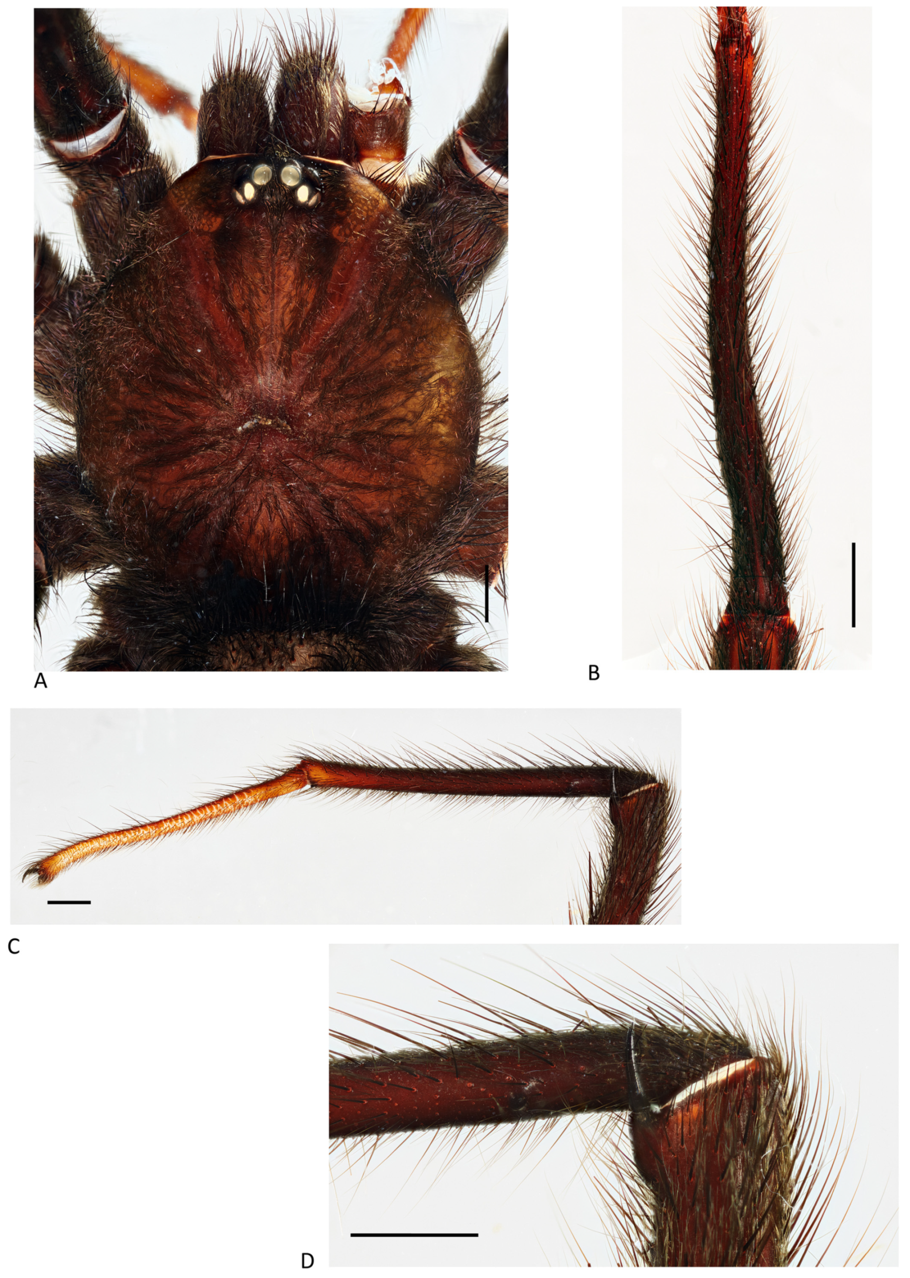 Arthropoda 01 00010 g082 550