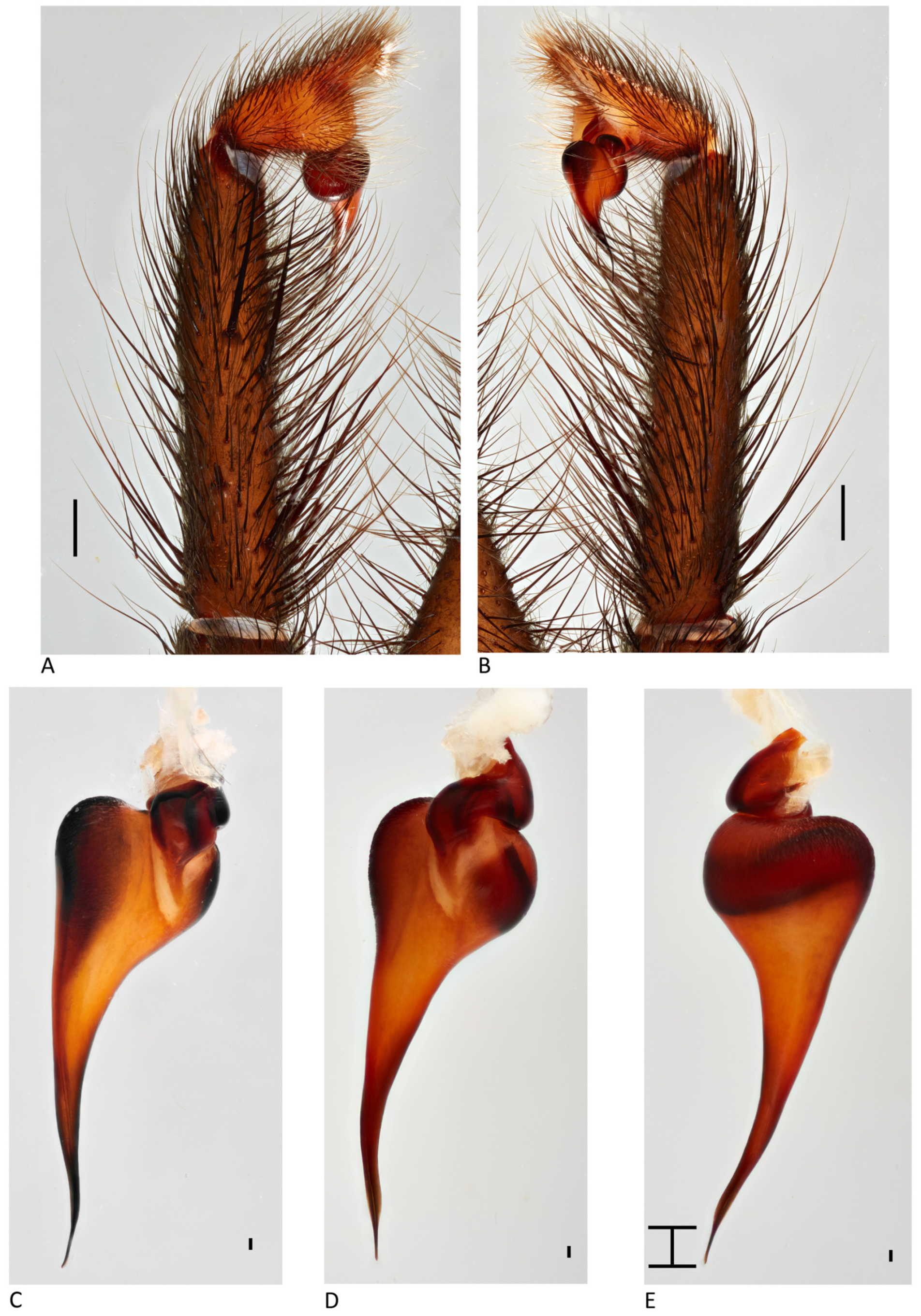 Arthropoda 01 00010 g083 550