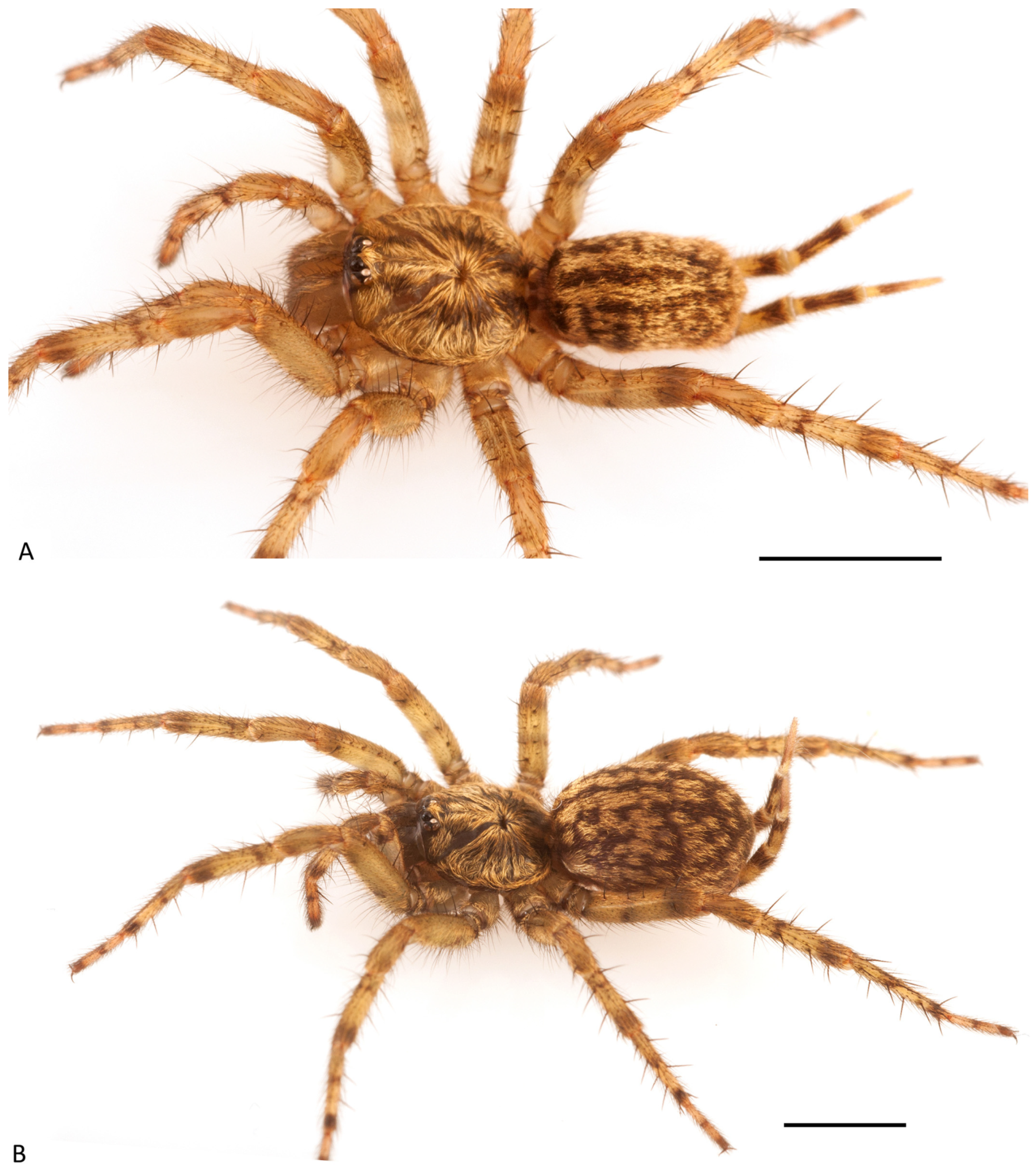 Arthropoda 01 00010 g084 550