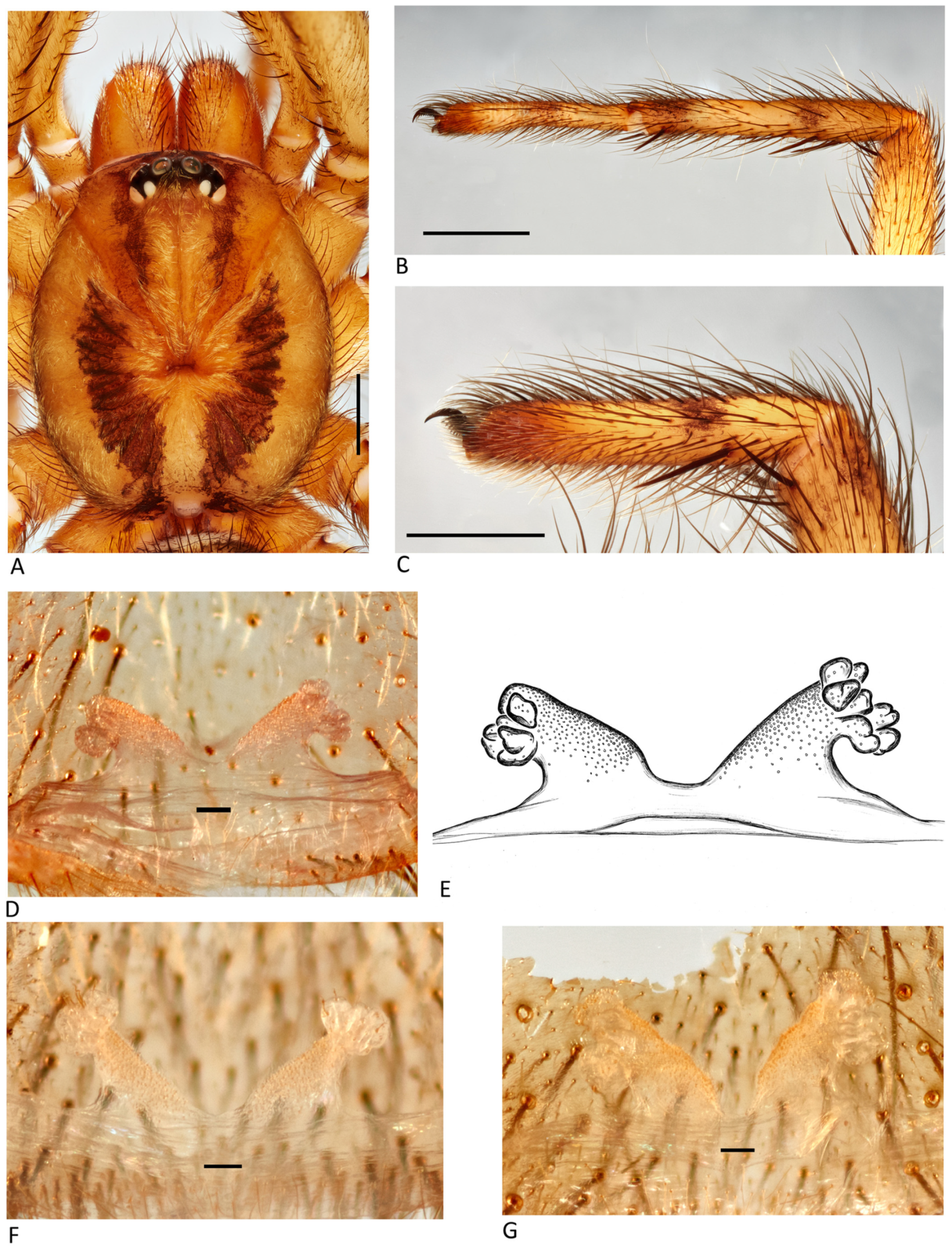 Arthropoda 01 00010 g085 550