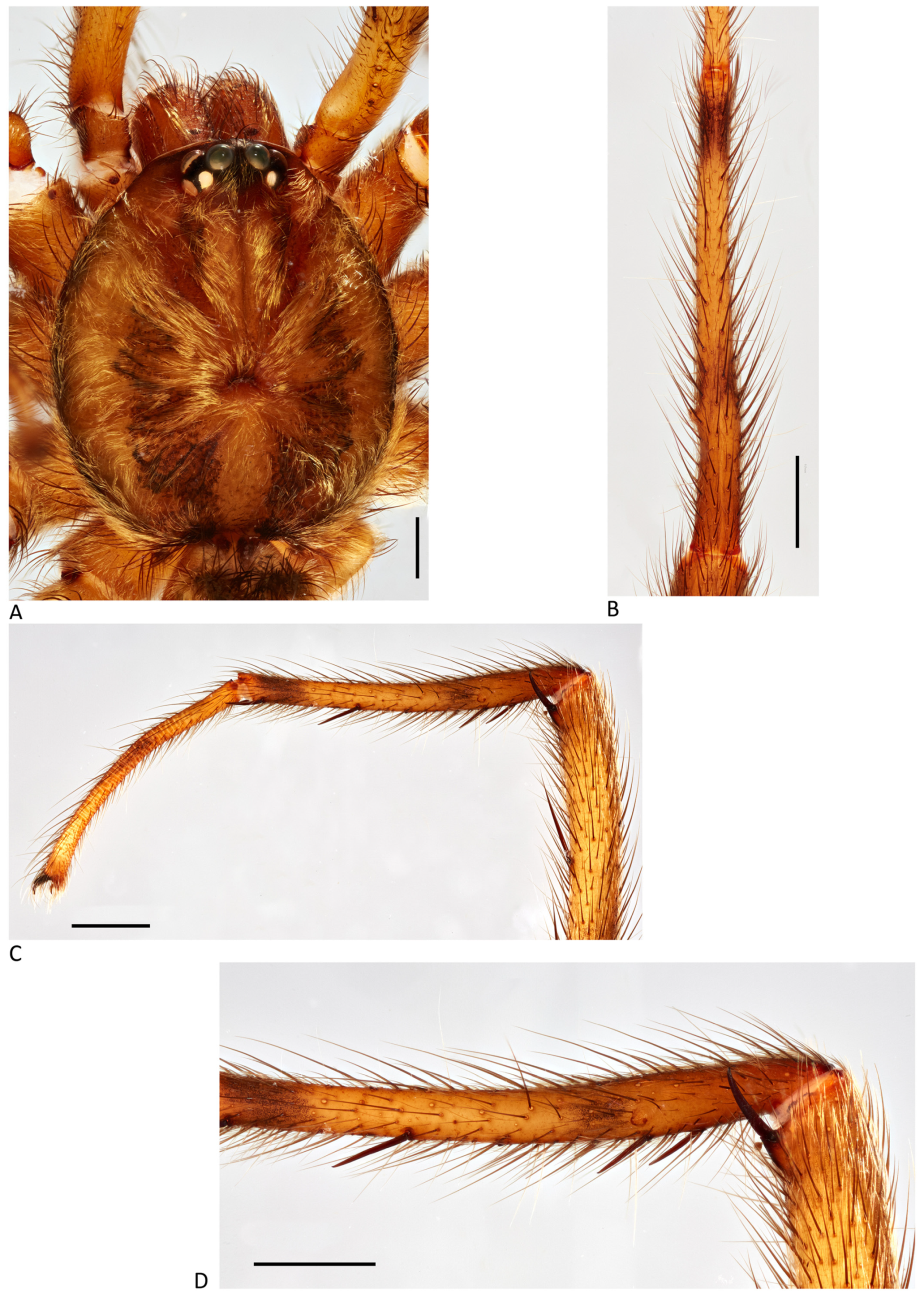 Arthropoda 01 00010 g086 550