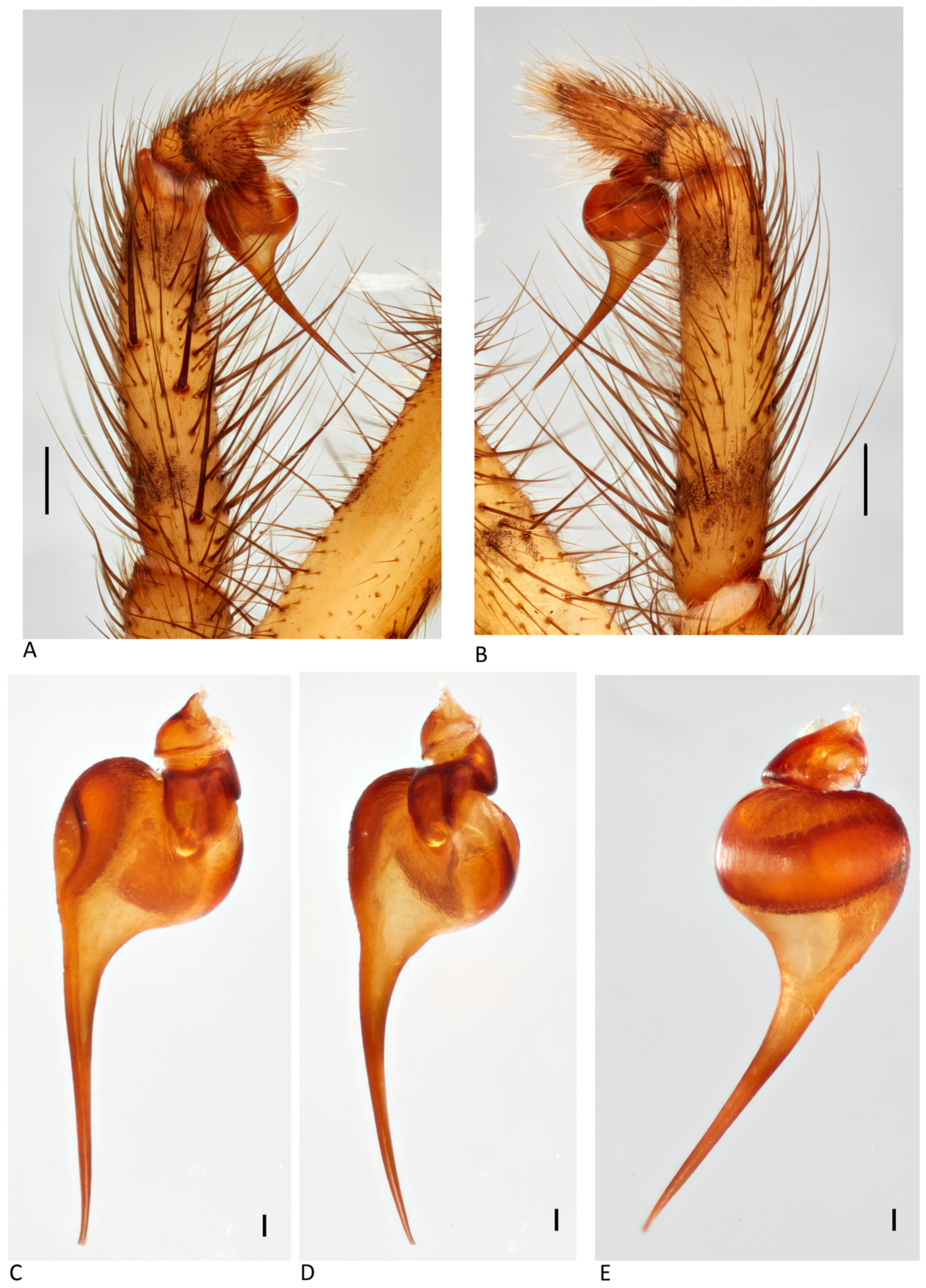 Arthropoda 01 00010 g087 550