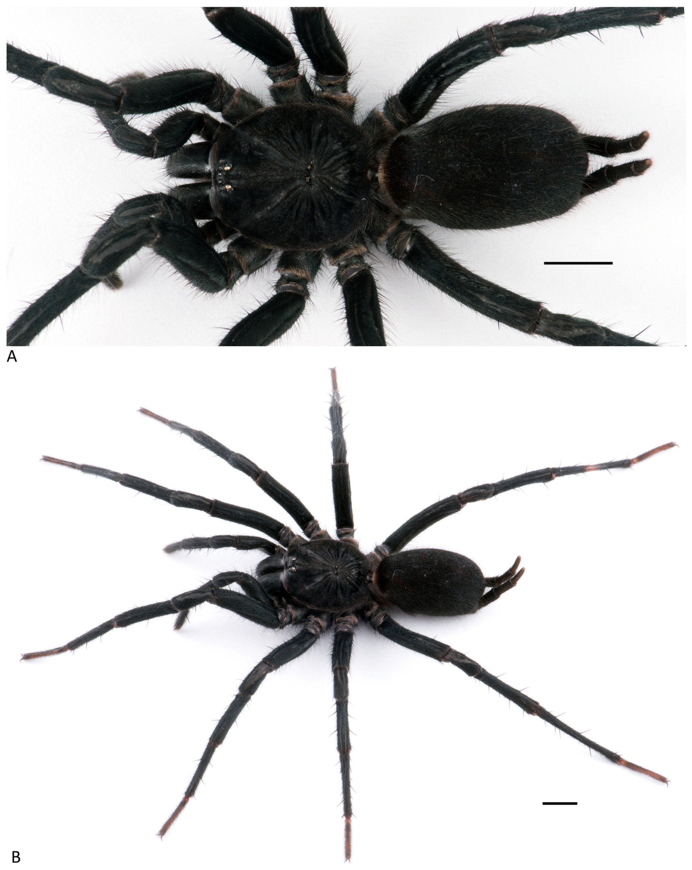 Arthropoda 01 00010 g088 550