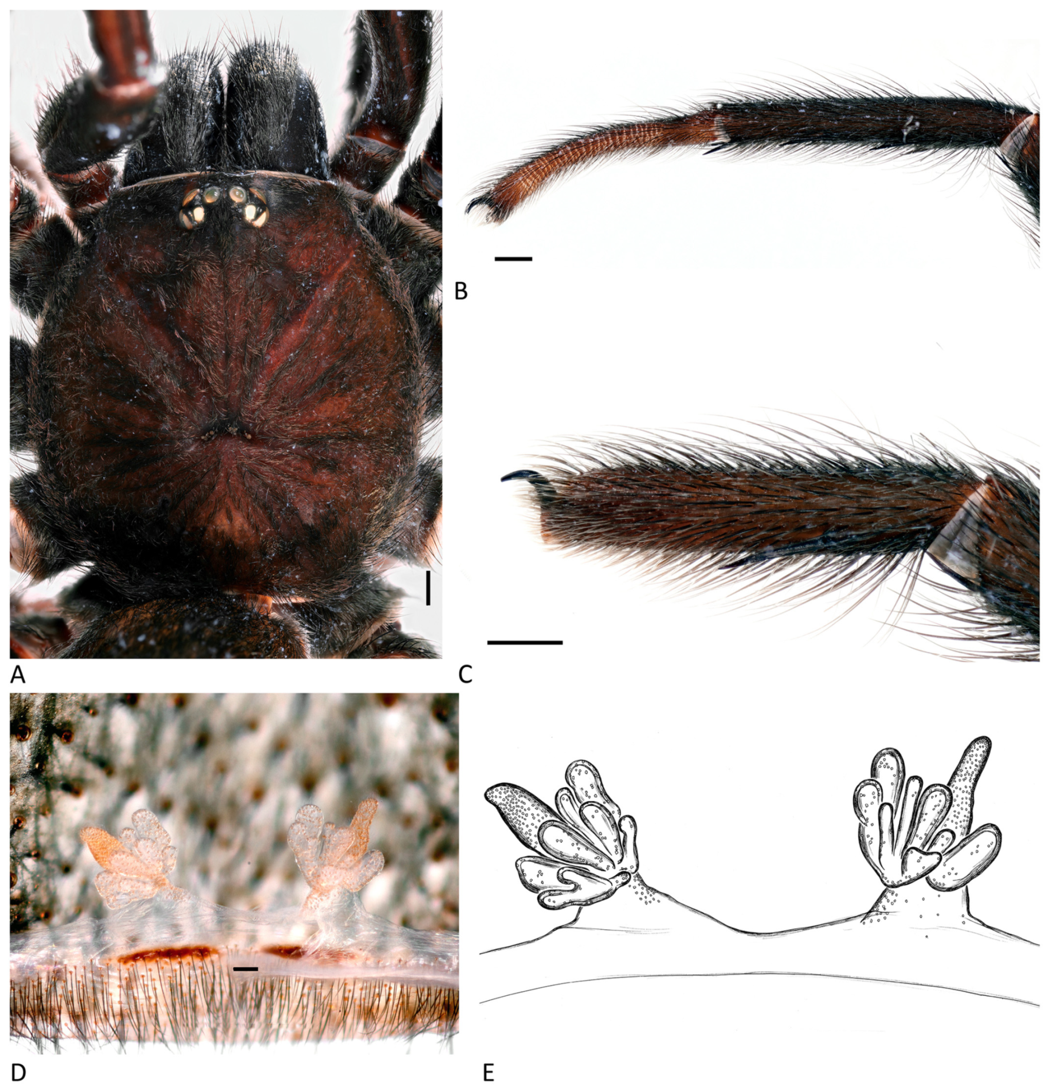 Arthropoda 01 00010 g089 550