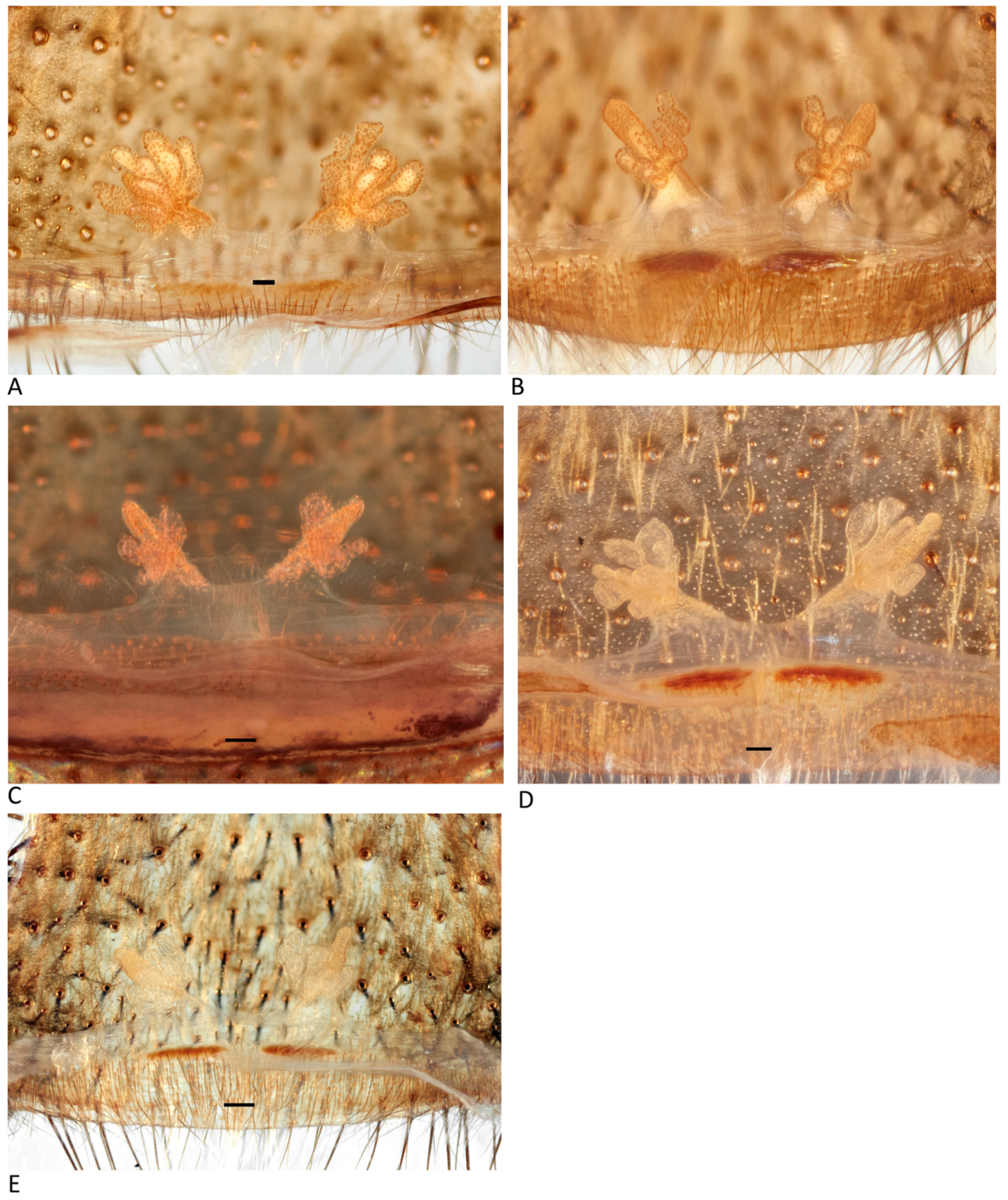 Arthropoda 01 00010 g090 550