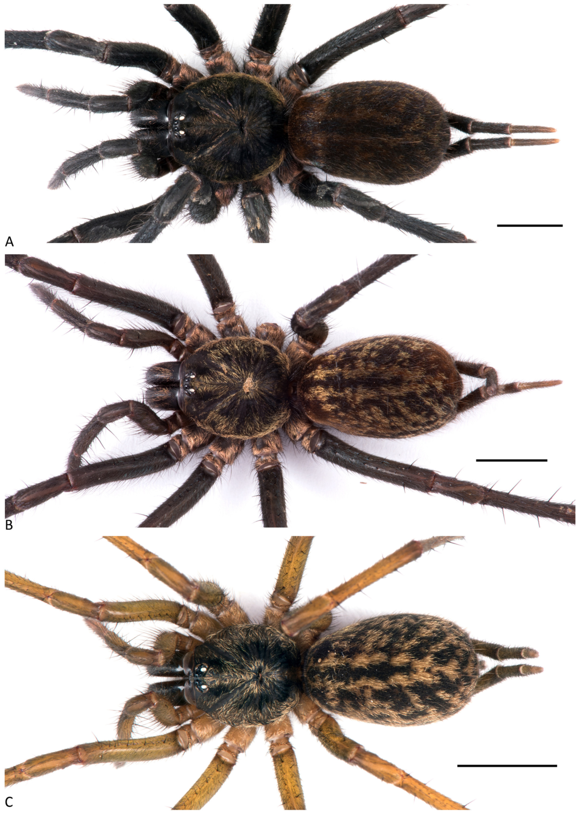 Arthropoda 01 00010 g091 550