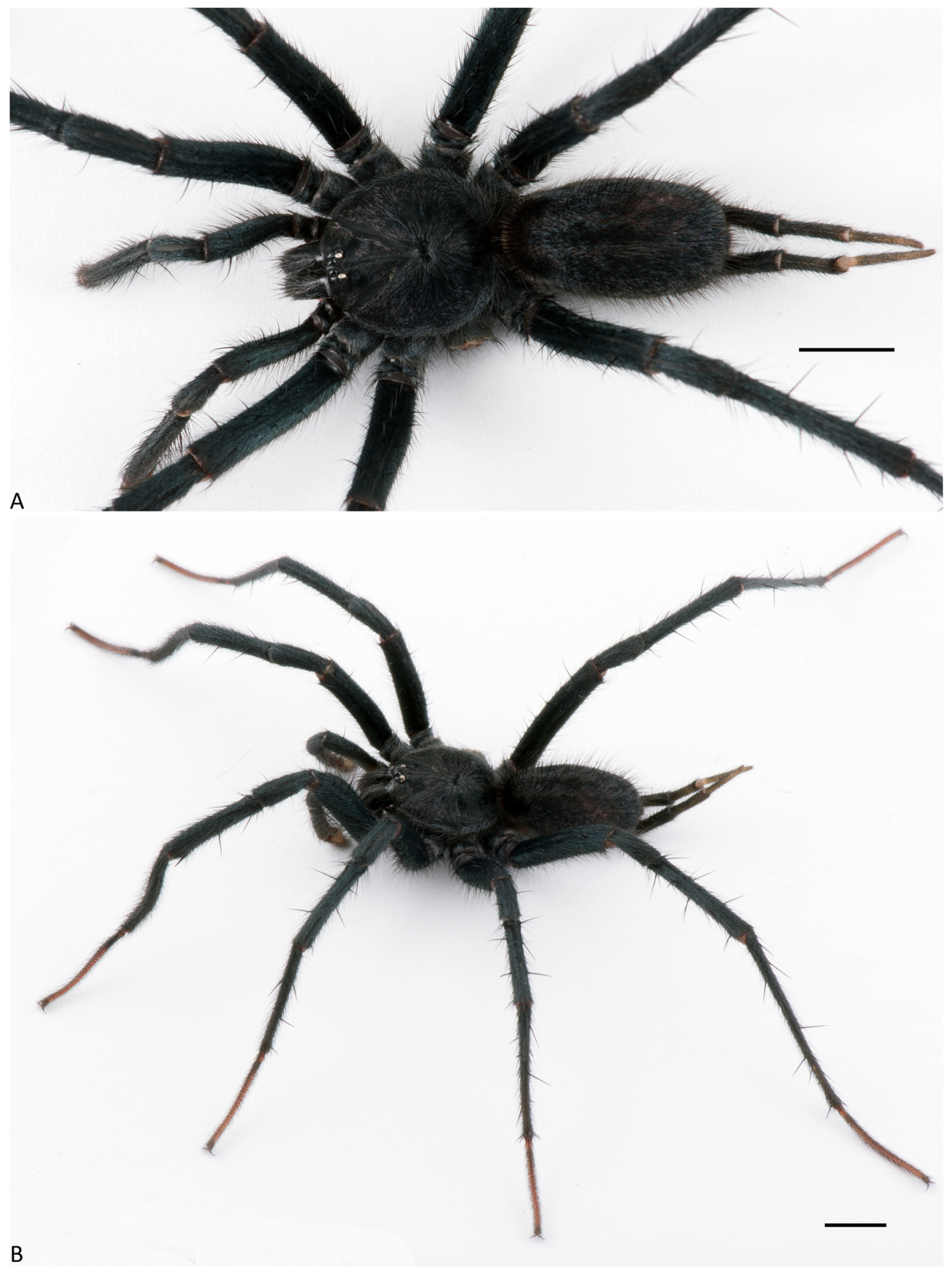 Arthropoda 01 00010 g092 550