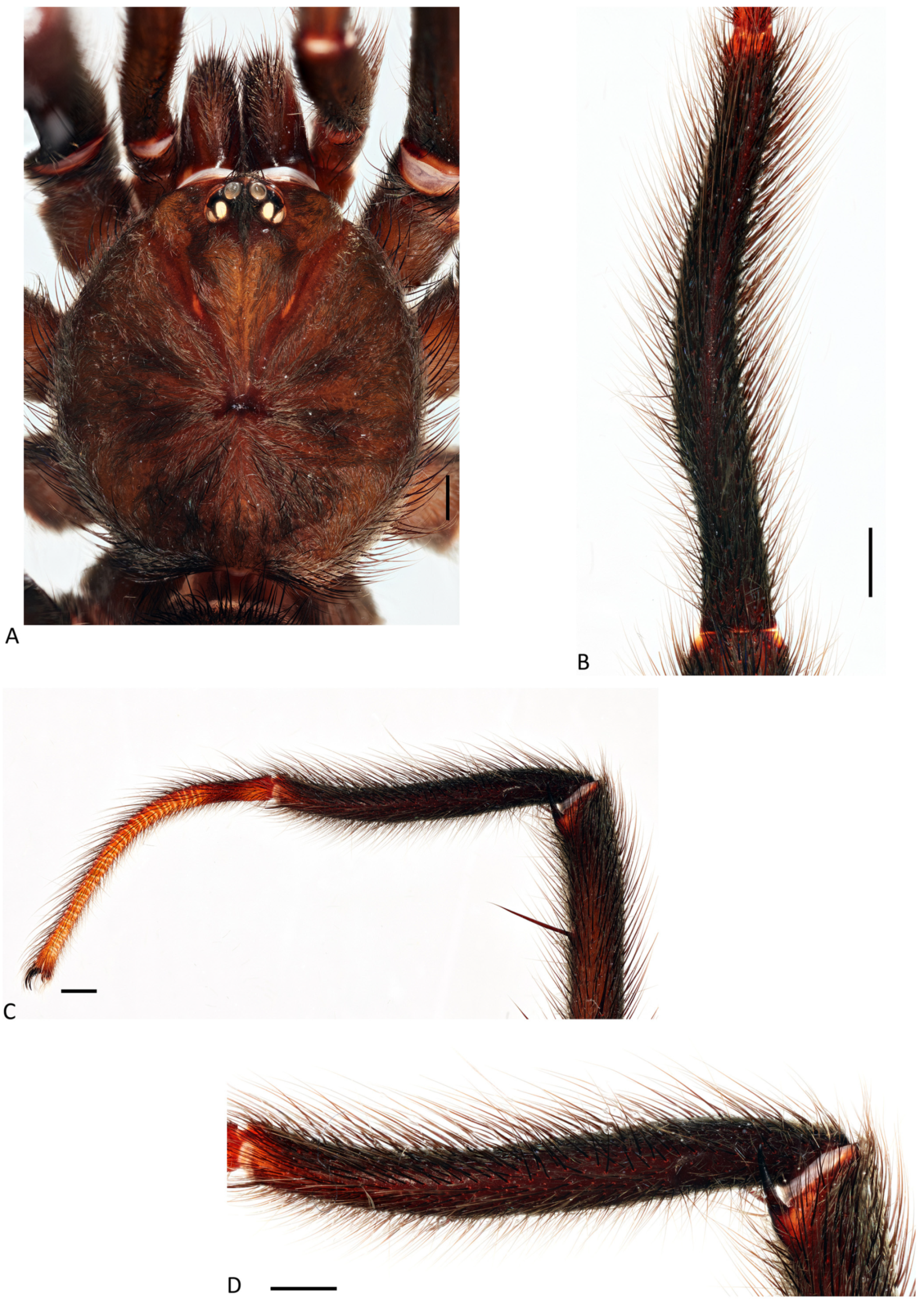 Arthropoda 01 00010 g093 550