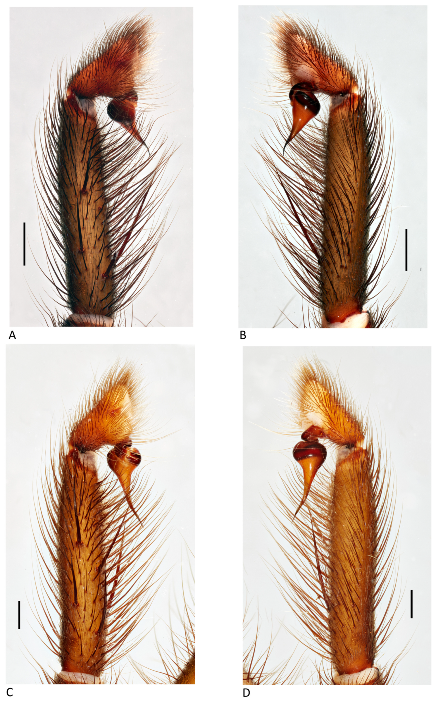Arthropoda 01 00010 g094 550