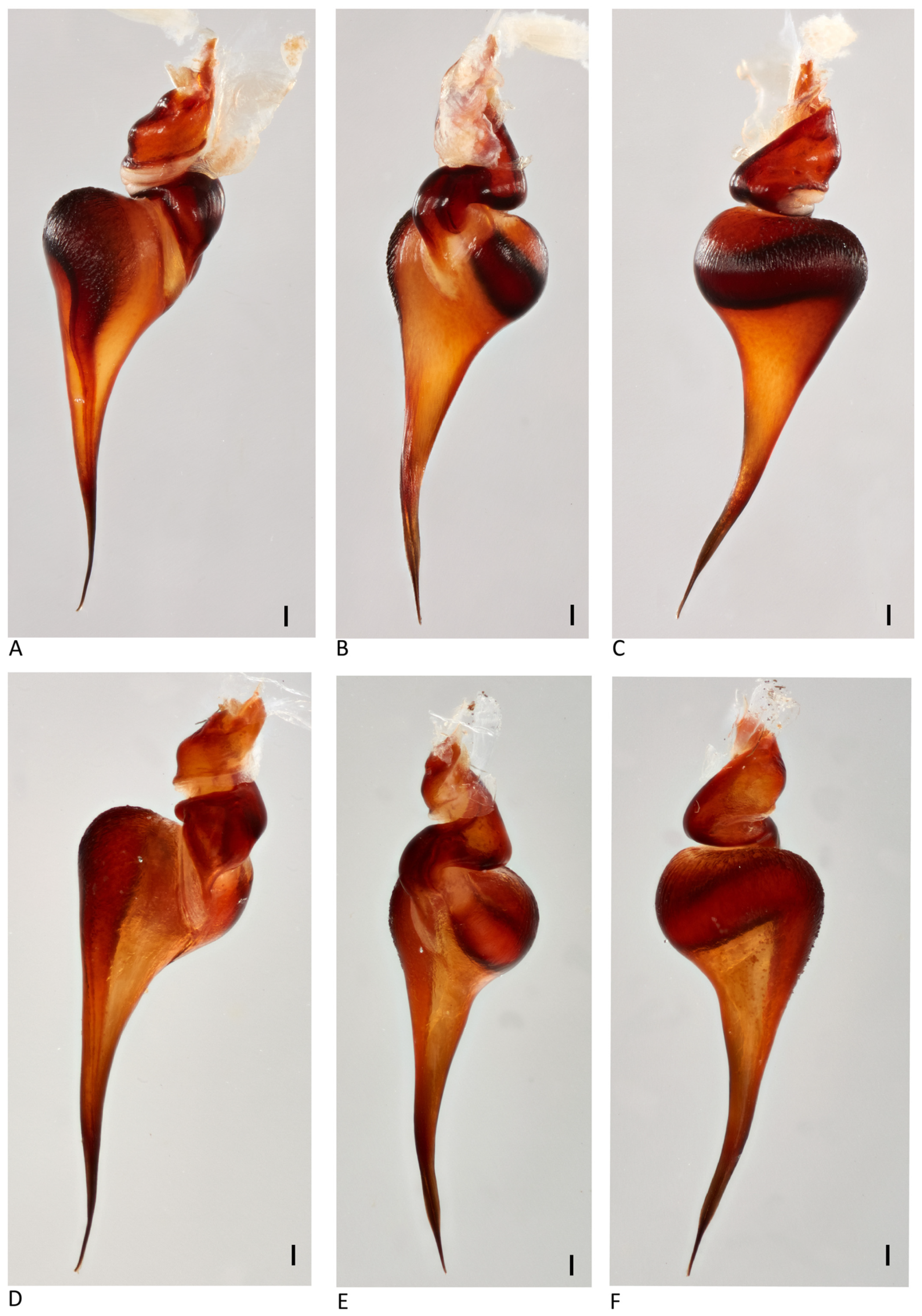 Arthropoda 01 00010 g095 550