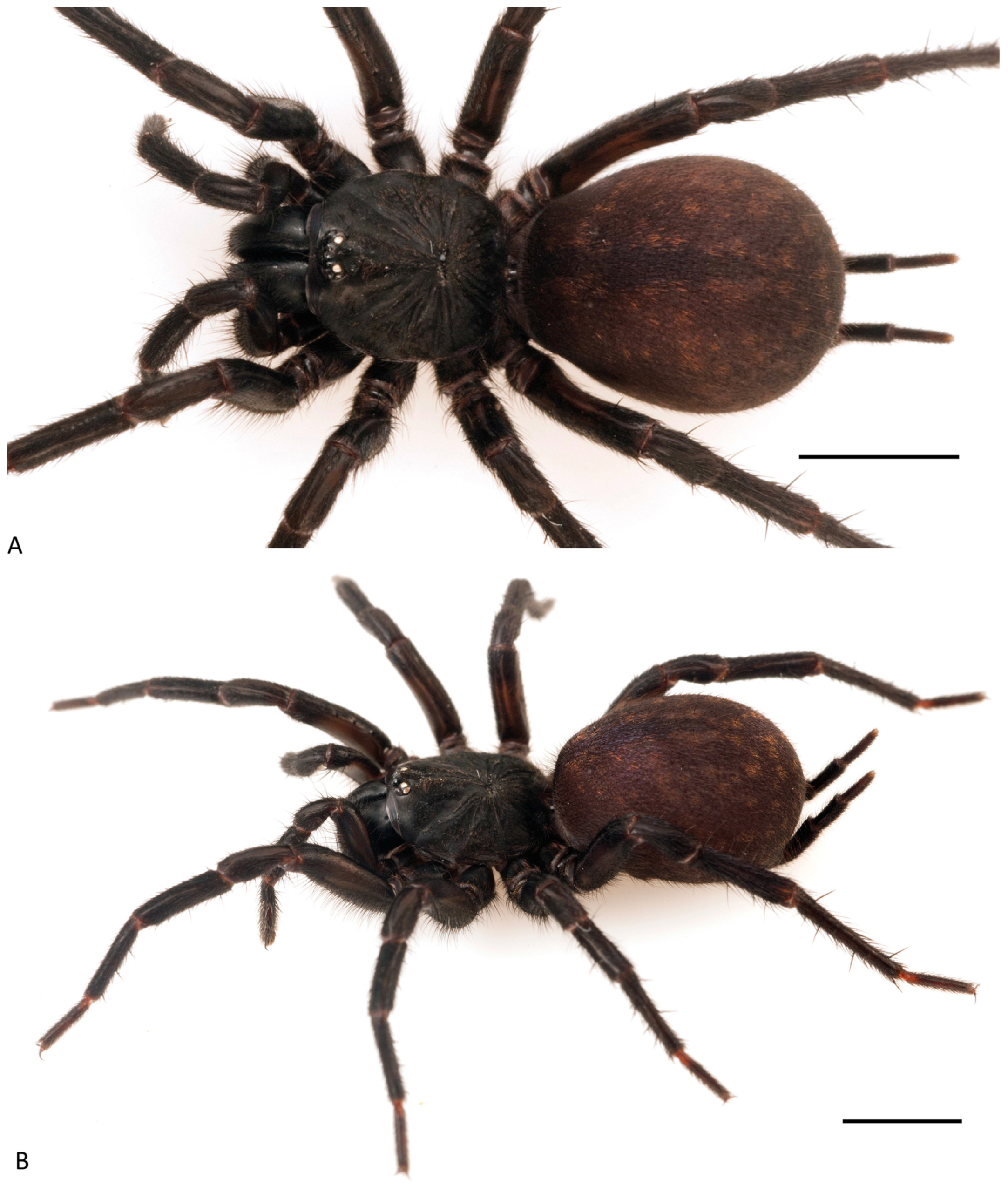 Arthropoda 01 00010 g096 550