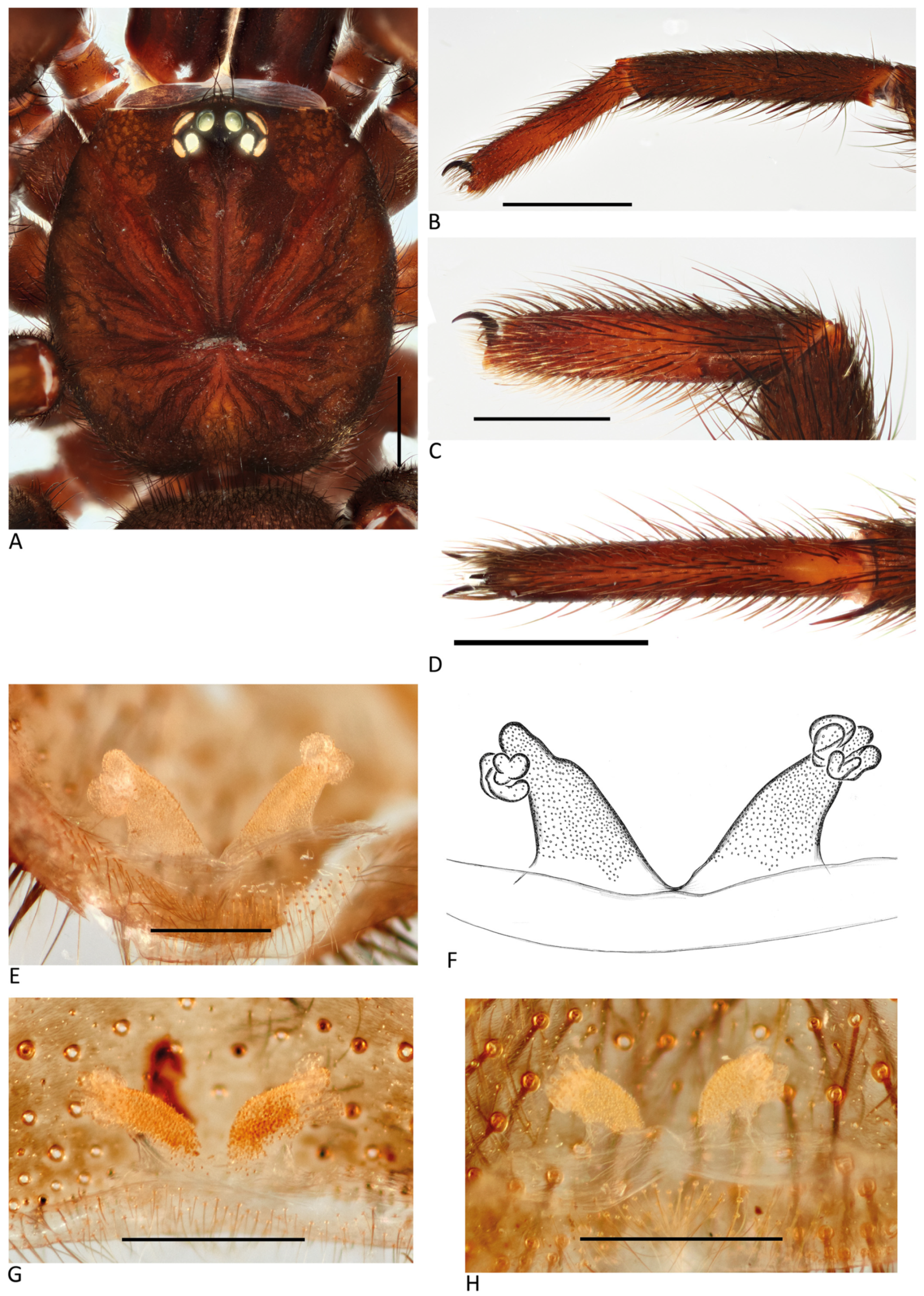 Arthropoda 01 00010 g097 550