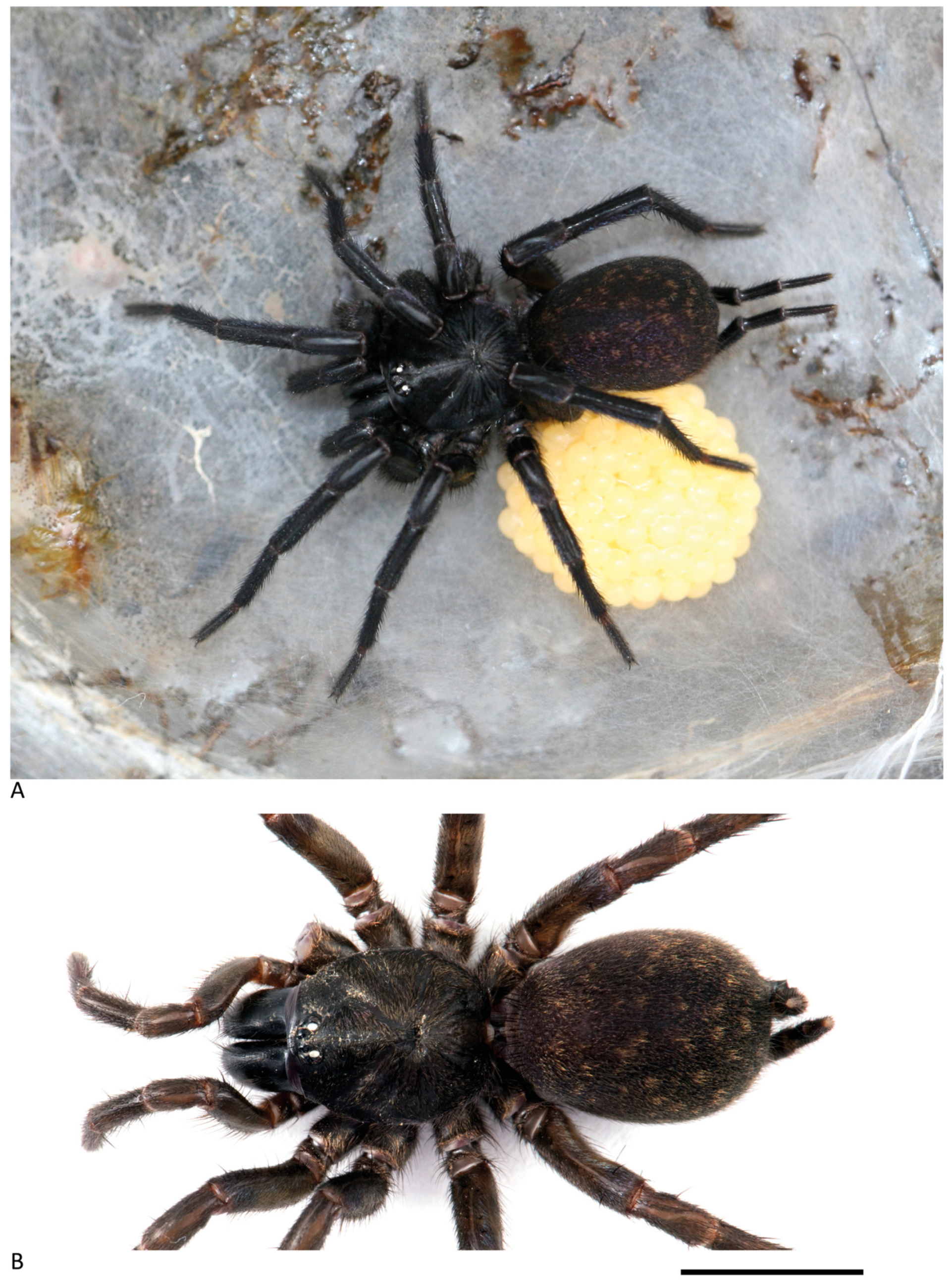 Arthropoda 01 00010 g098 550