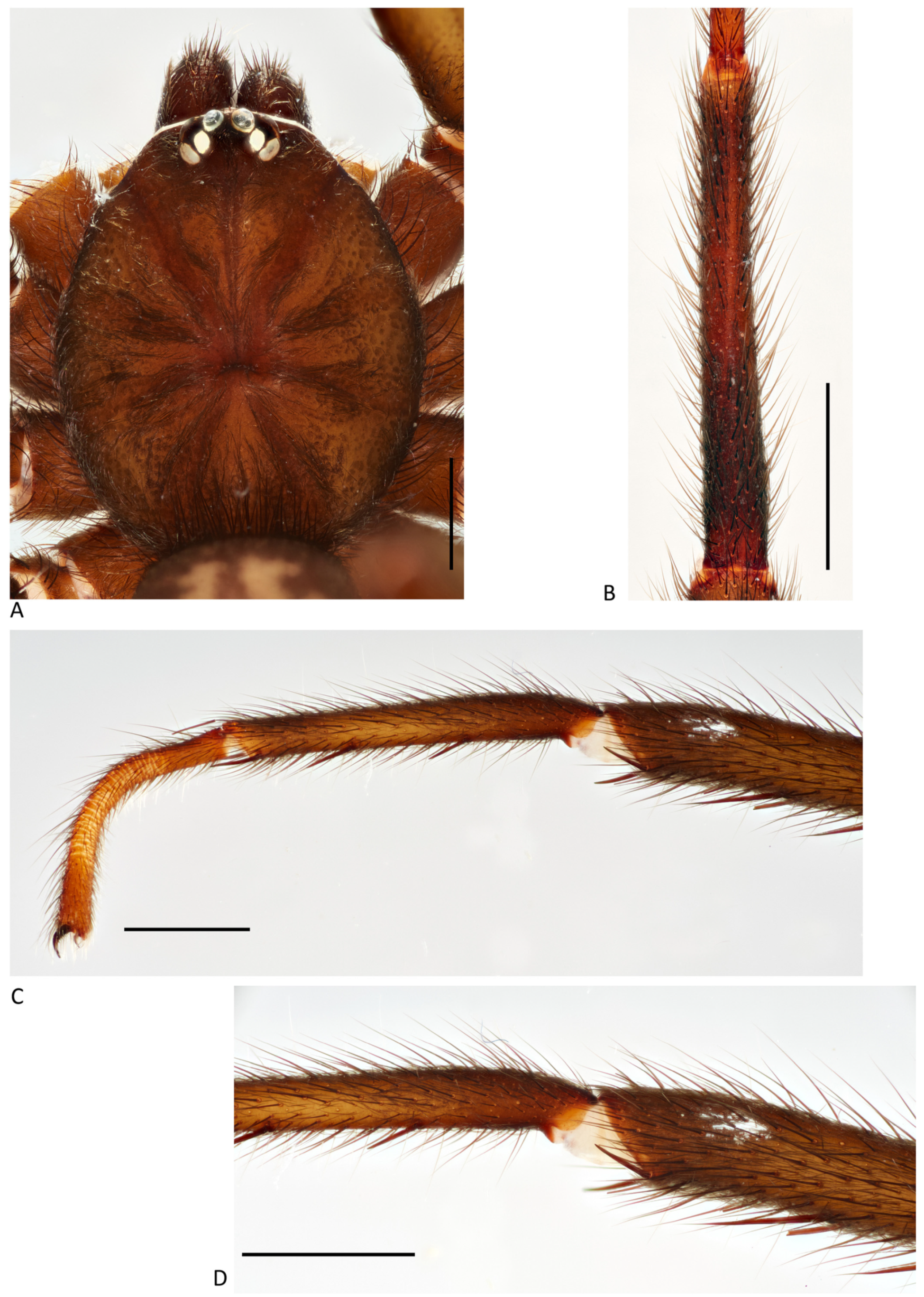 Arthropoda 01 00010 g100 550