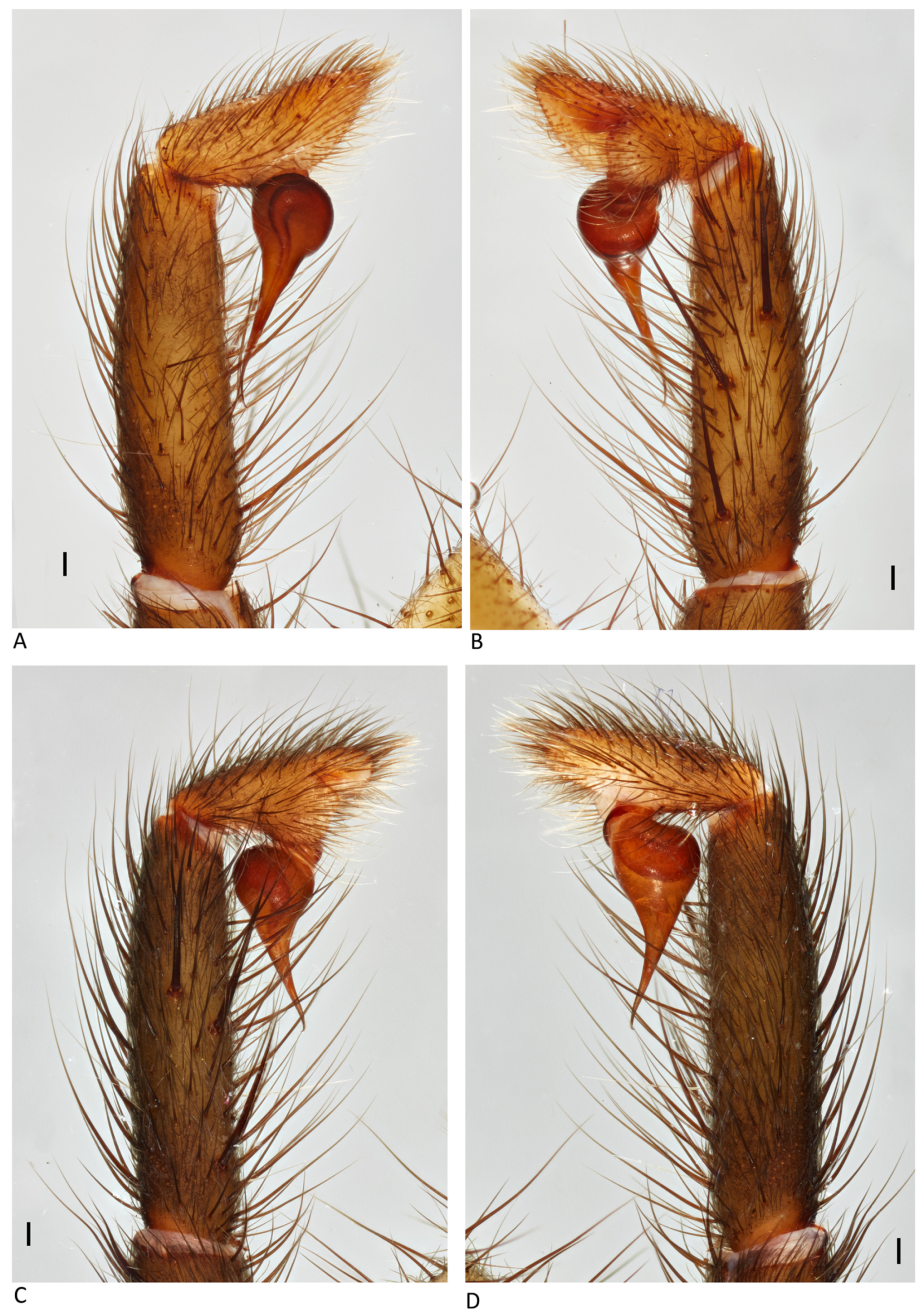 Arthropoda 01 00010 g101 550