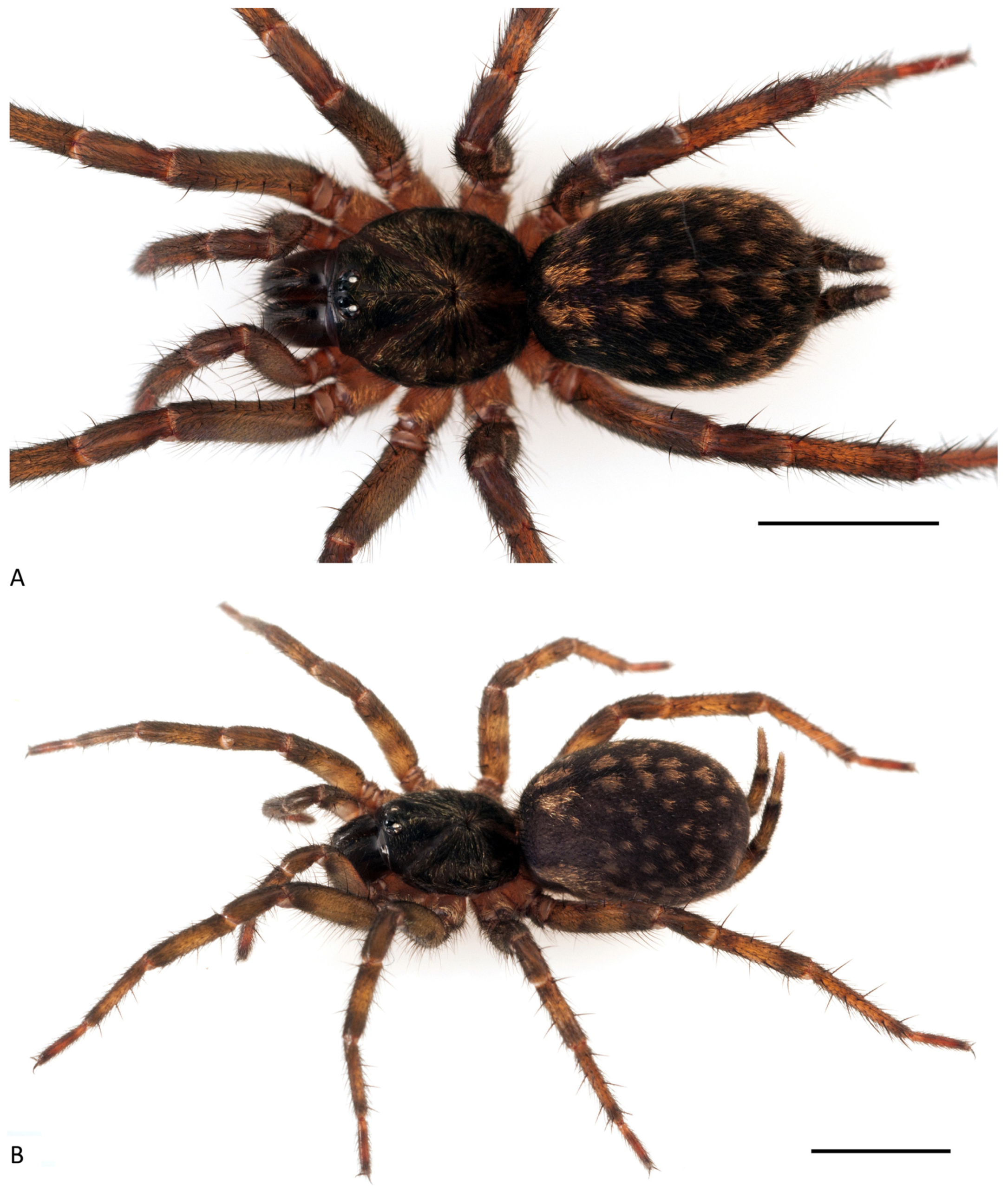 Arthropoda 01 00010 g103 550