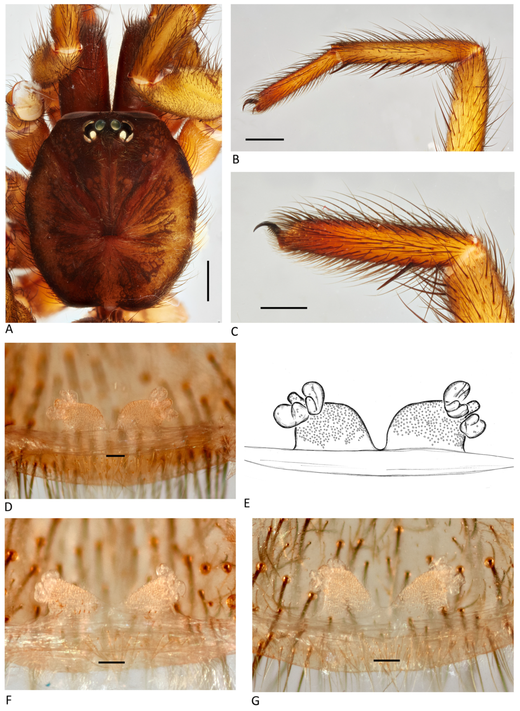 Arthropoda 01 00010 g104 550