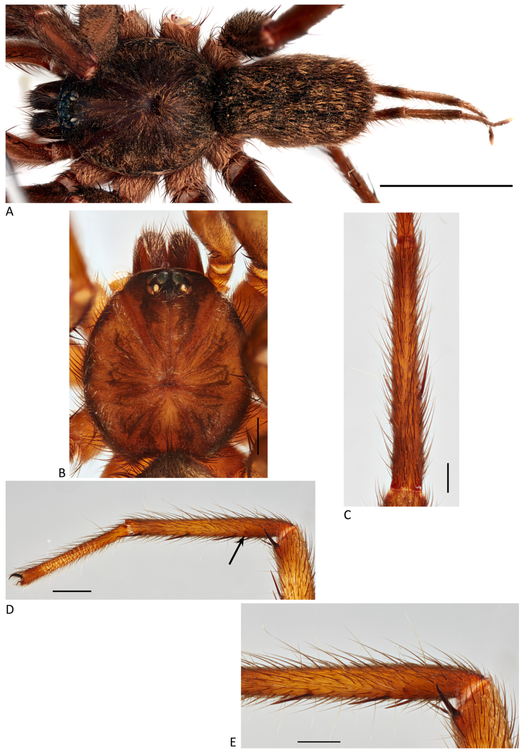 Arthropoda 01 00010 g105 550