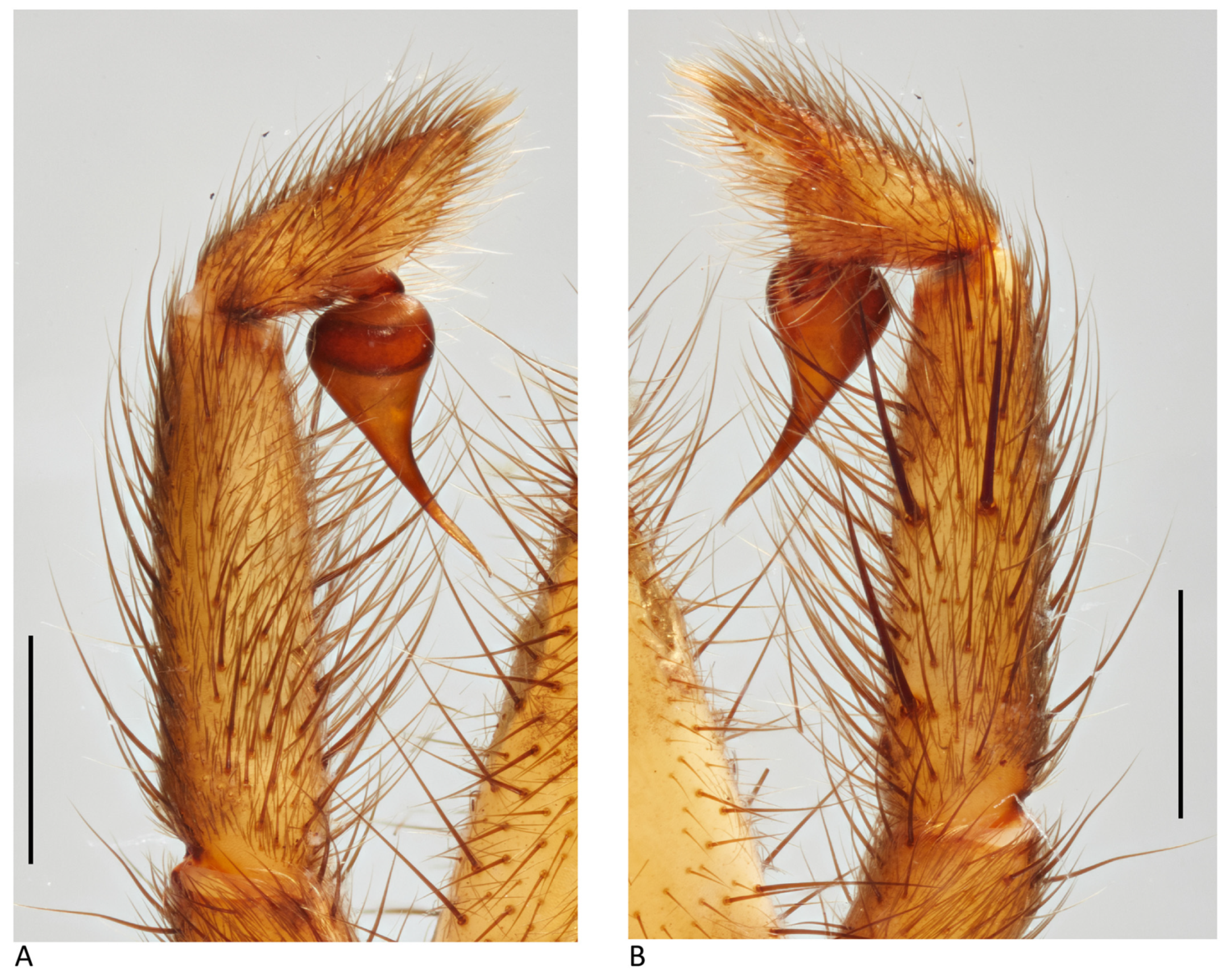 Arthropoda 01 00010 g106 550