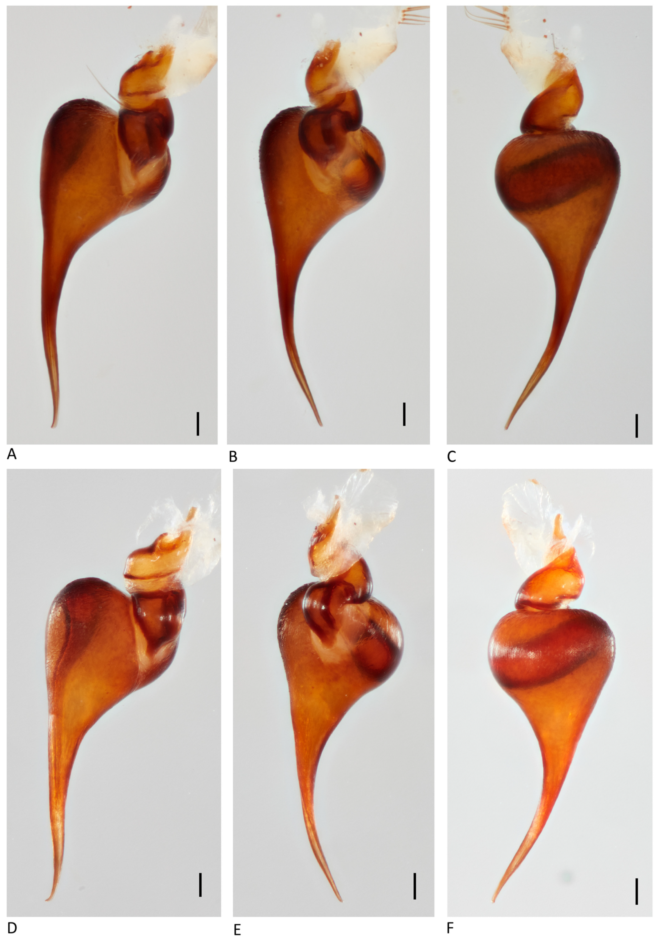 Arthropoda 01 00010 g107 550