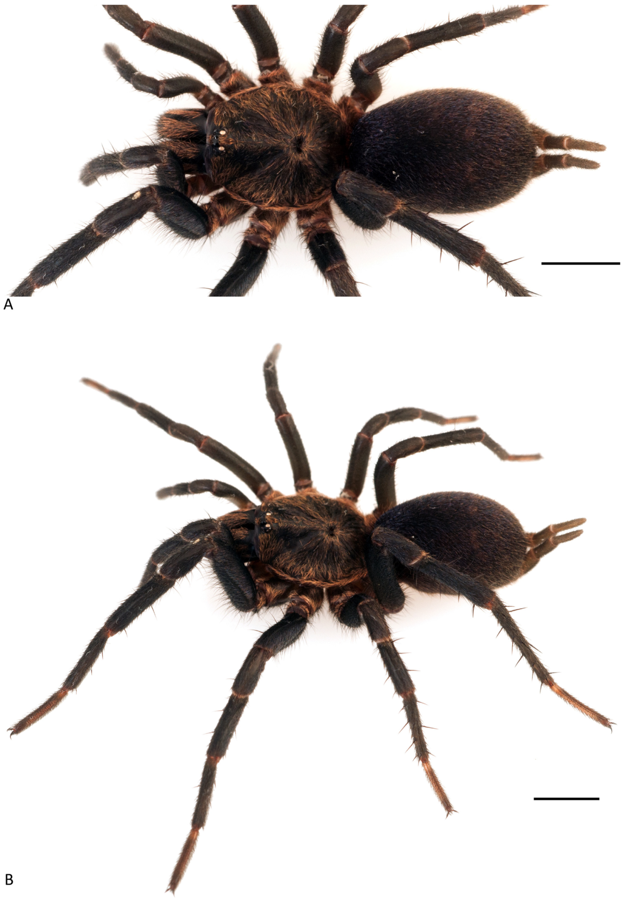 Arthropoda 01 00010 g108 550