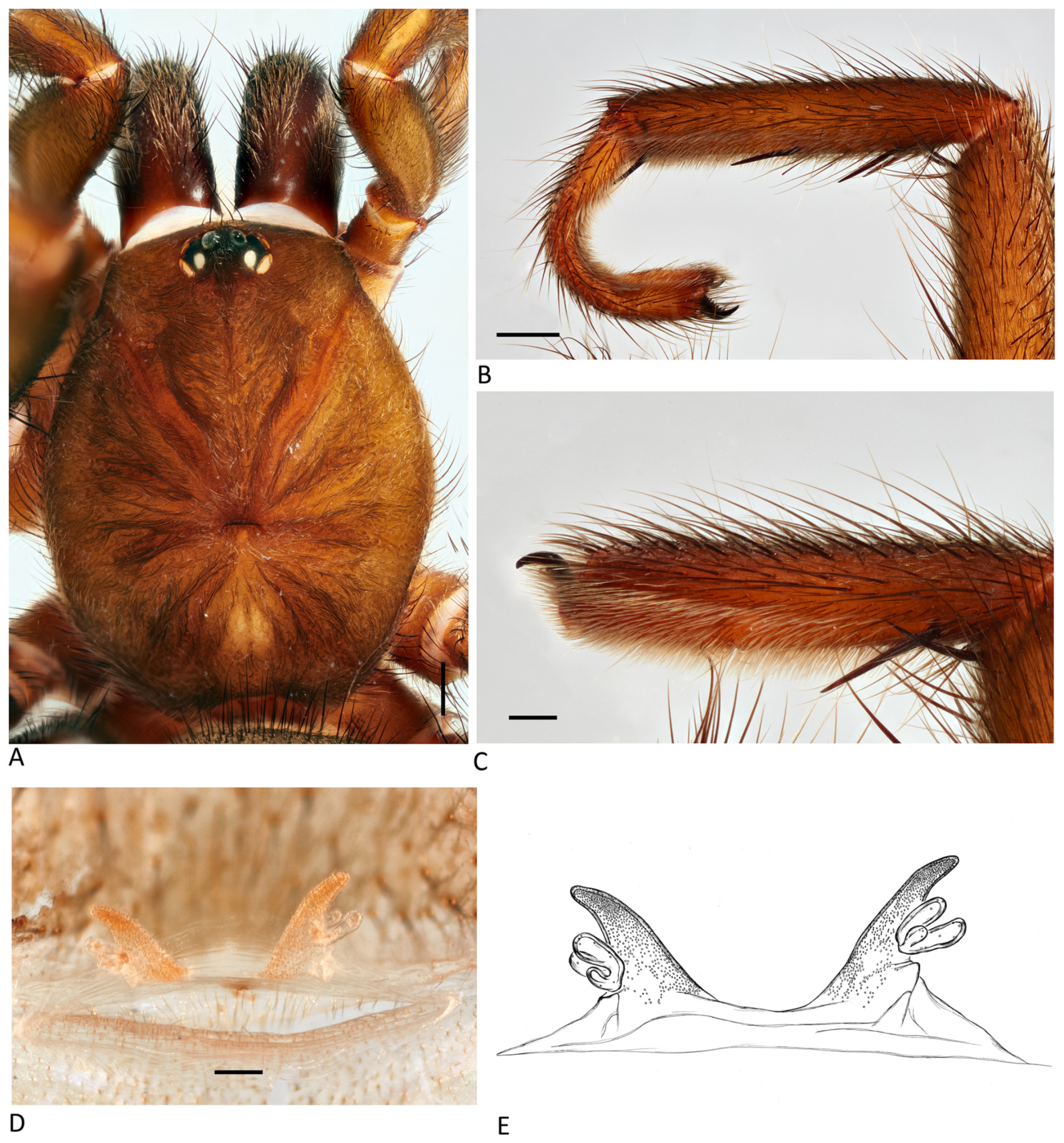 Arthropoda 01 00010 g109 550