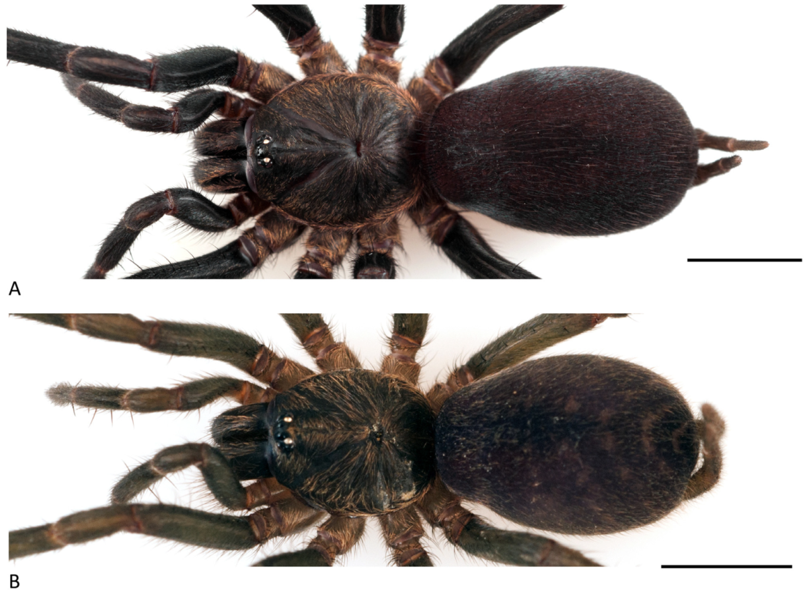 Arthropoda 01 00010 g111 550