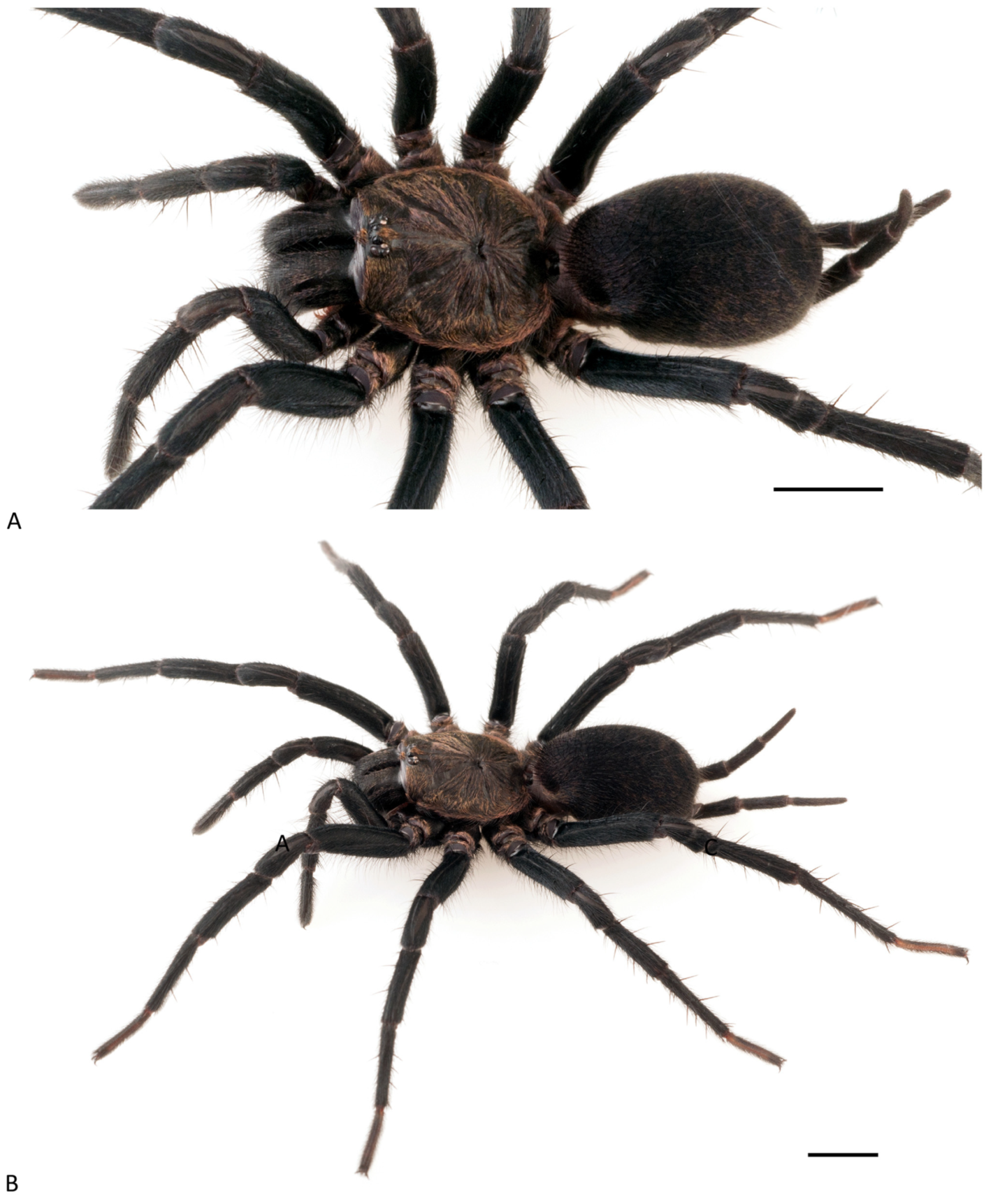 Arthropoda 01 00010 g112 550