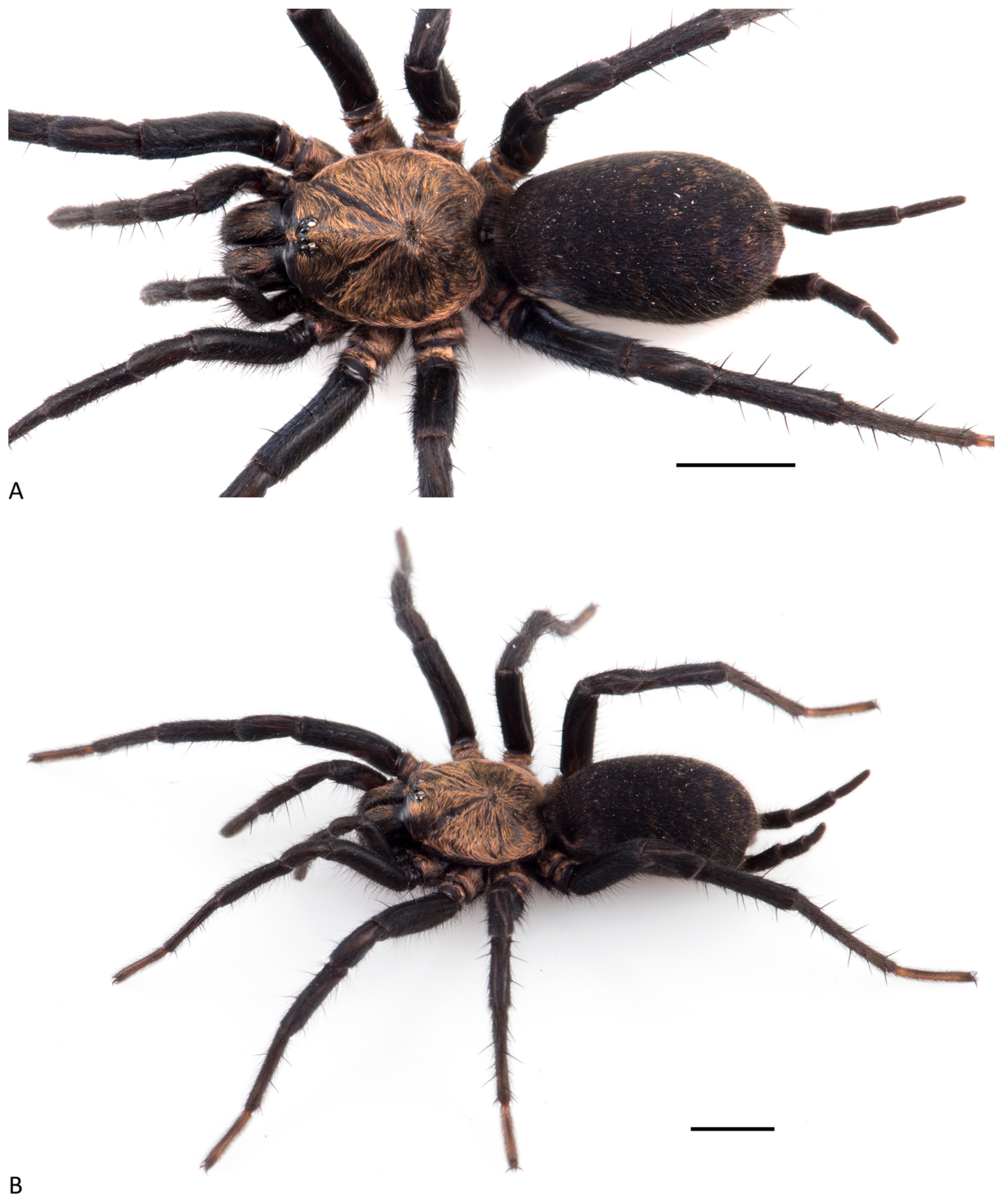 Arthropoda 01 00010 g114 550