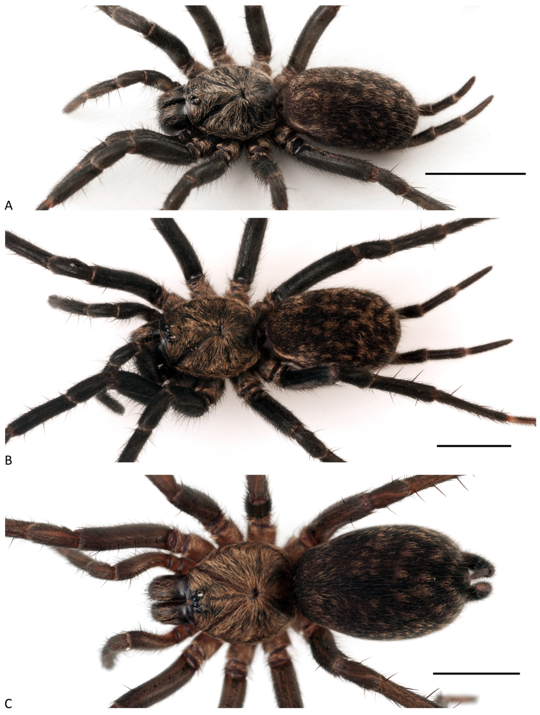 Arthropoda 01 00010 g116 550