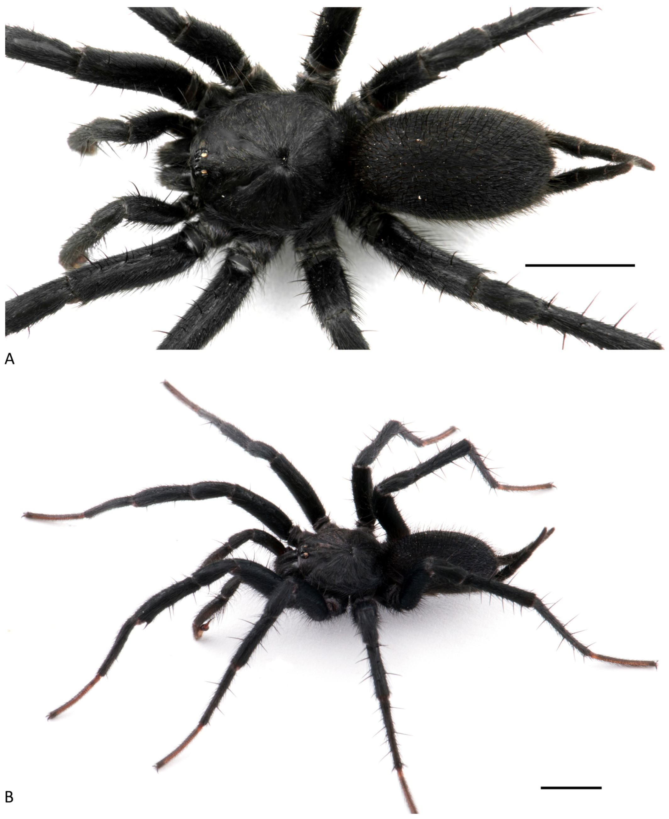 Arthropoda 01 00010 g117 550