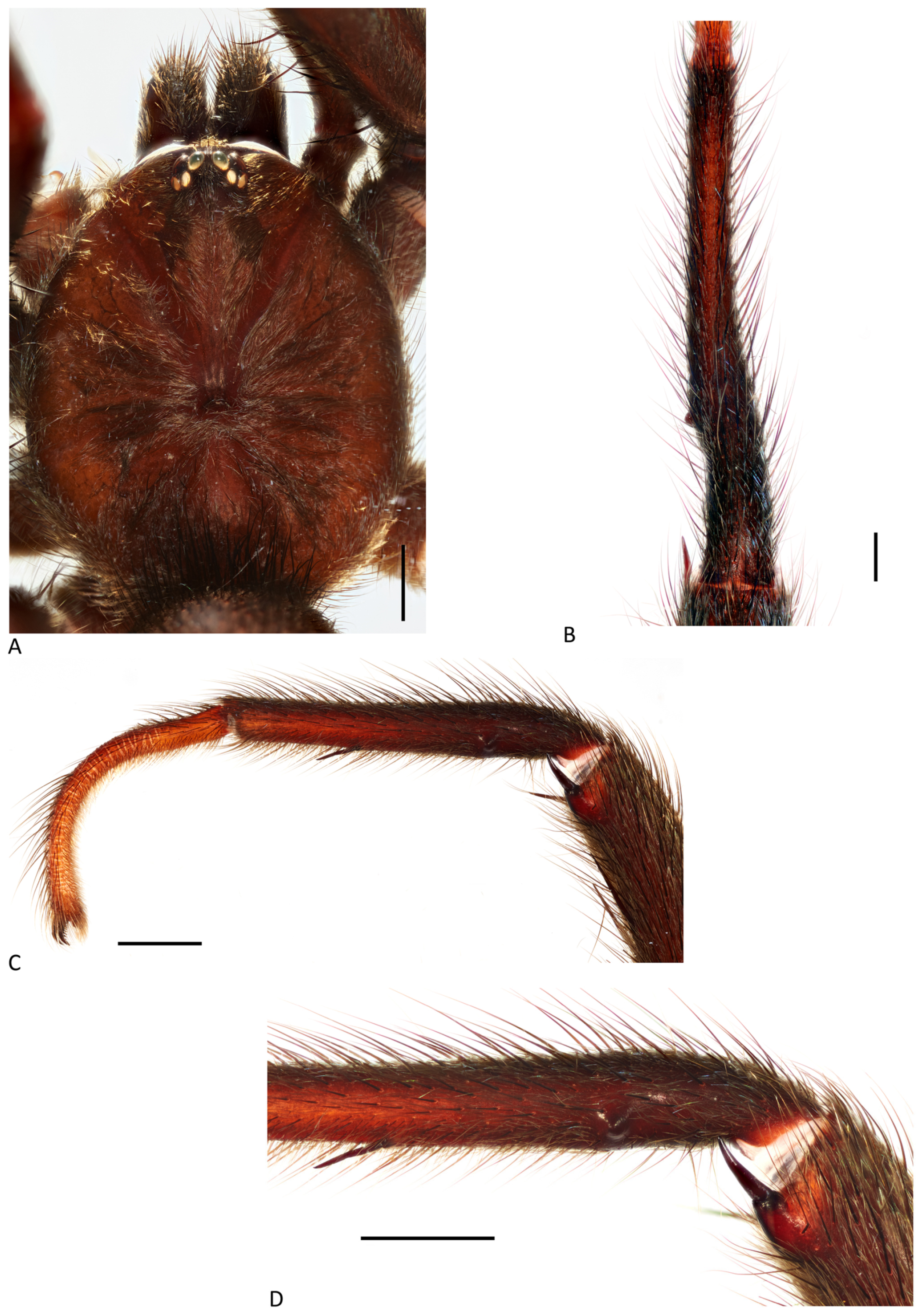 Arthropoda 01 00010 g120 550