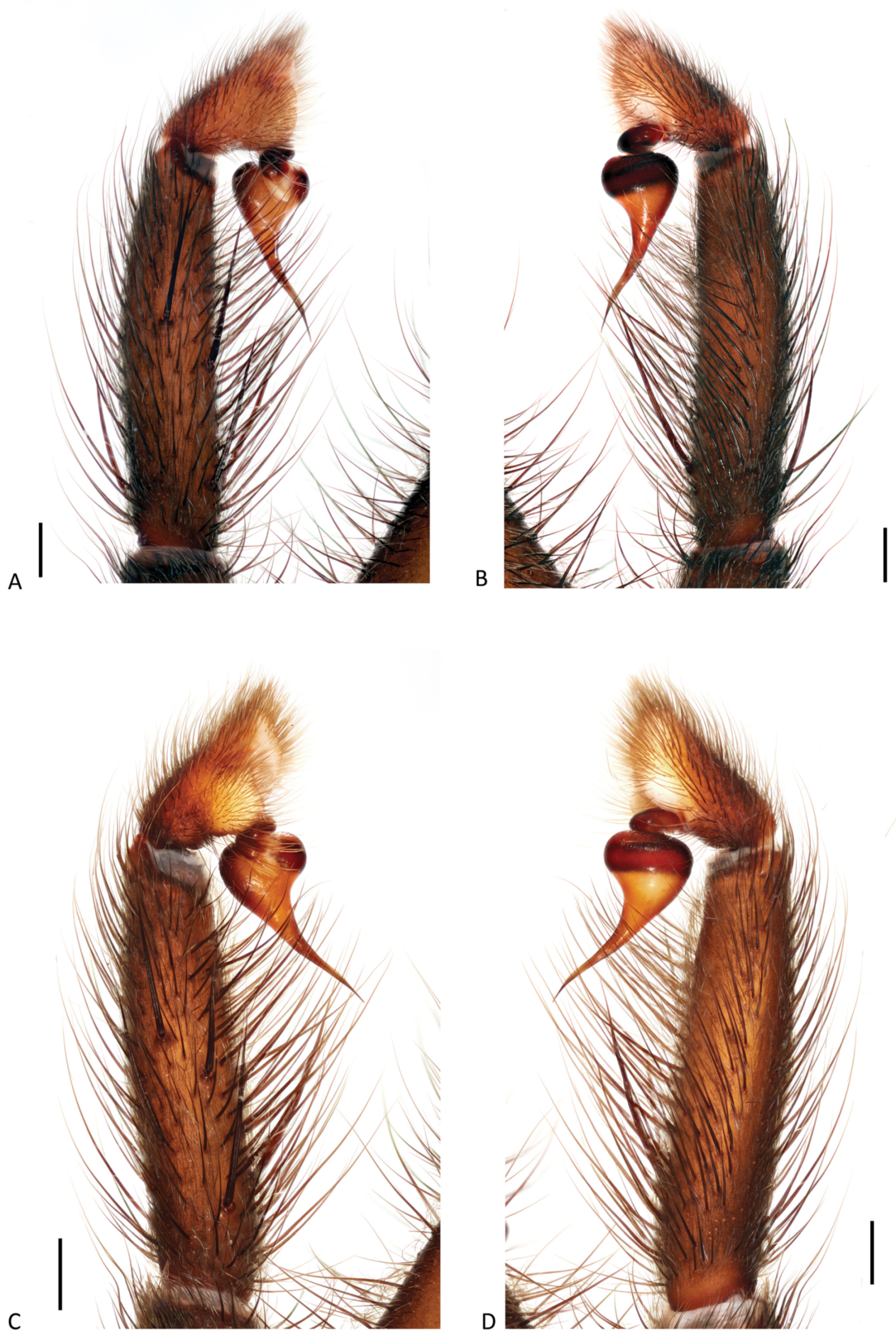 Arthropoda 01 00010 g121 550