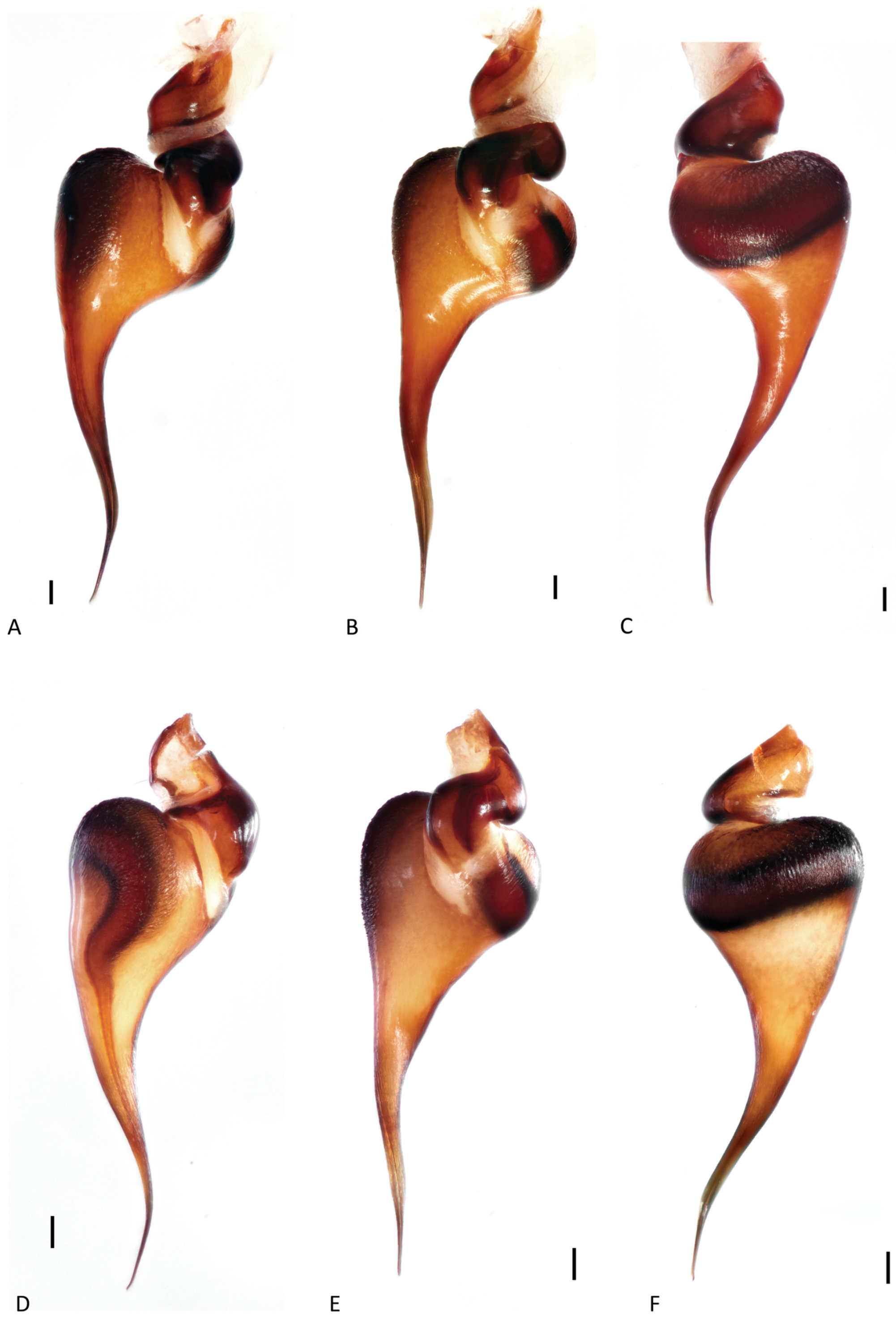 Arthropoda 01 00010 g122 550