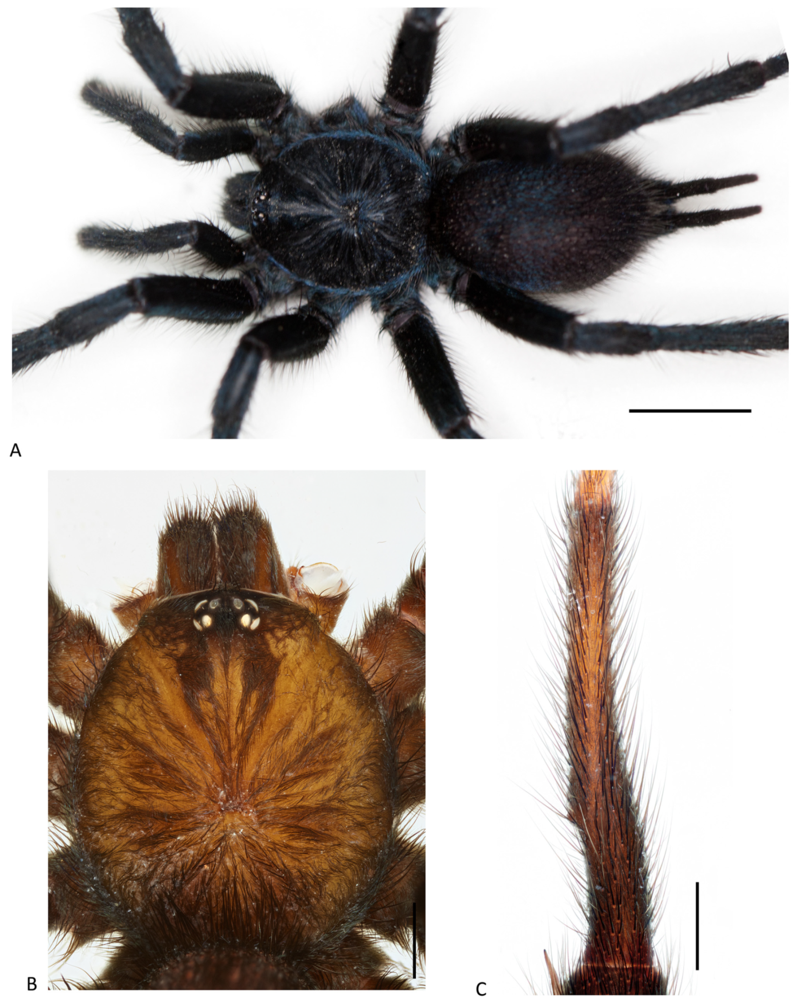 Arthropoda 01 00010 g125 550