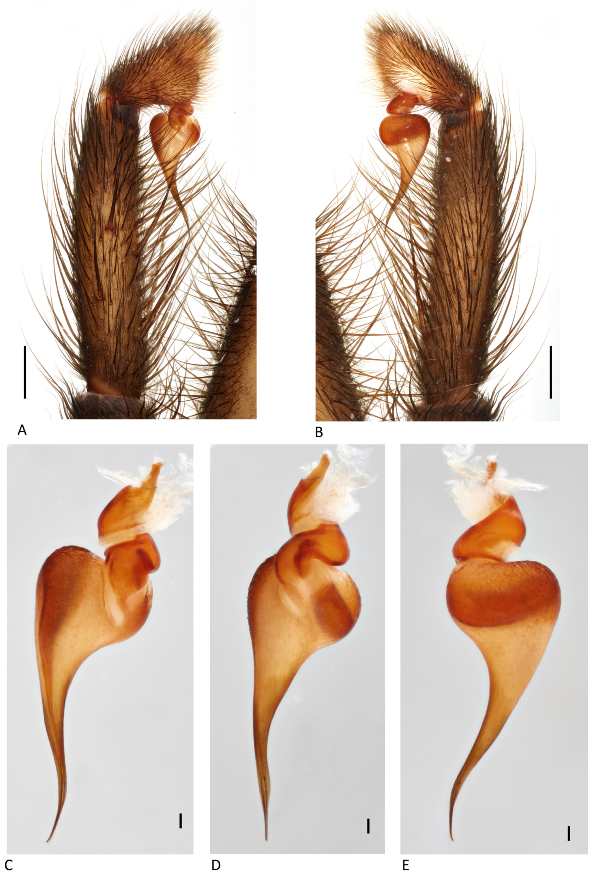 Arthropoda 01 00010 g127 550