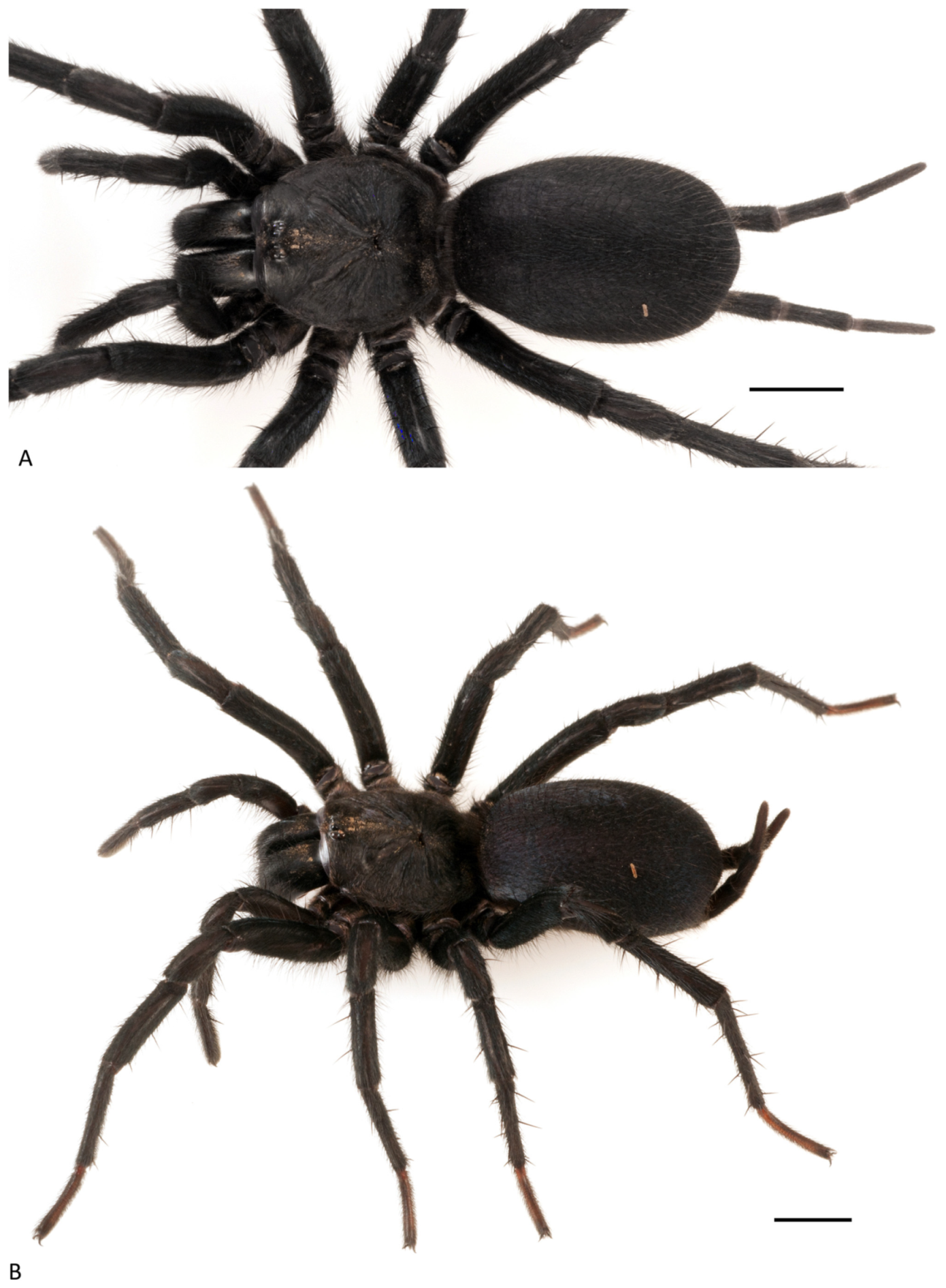 Arthropoda 01 00010 g128 550