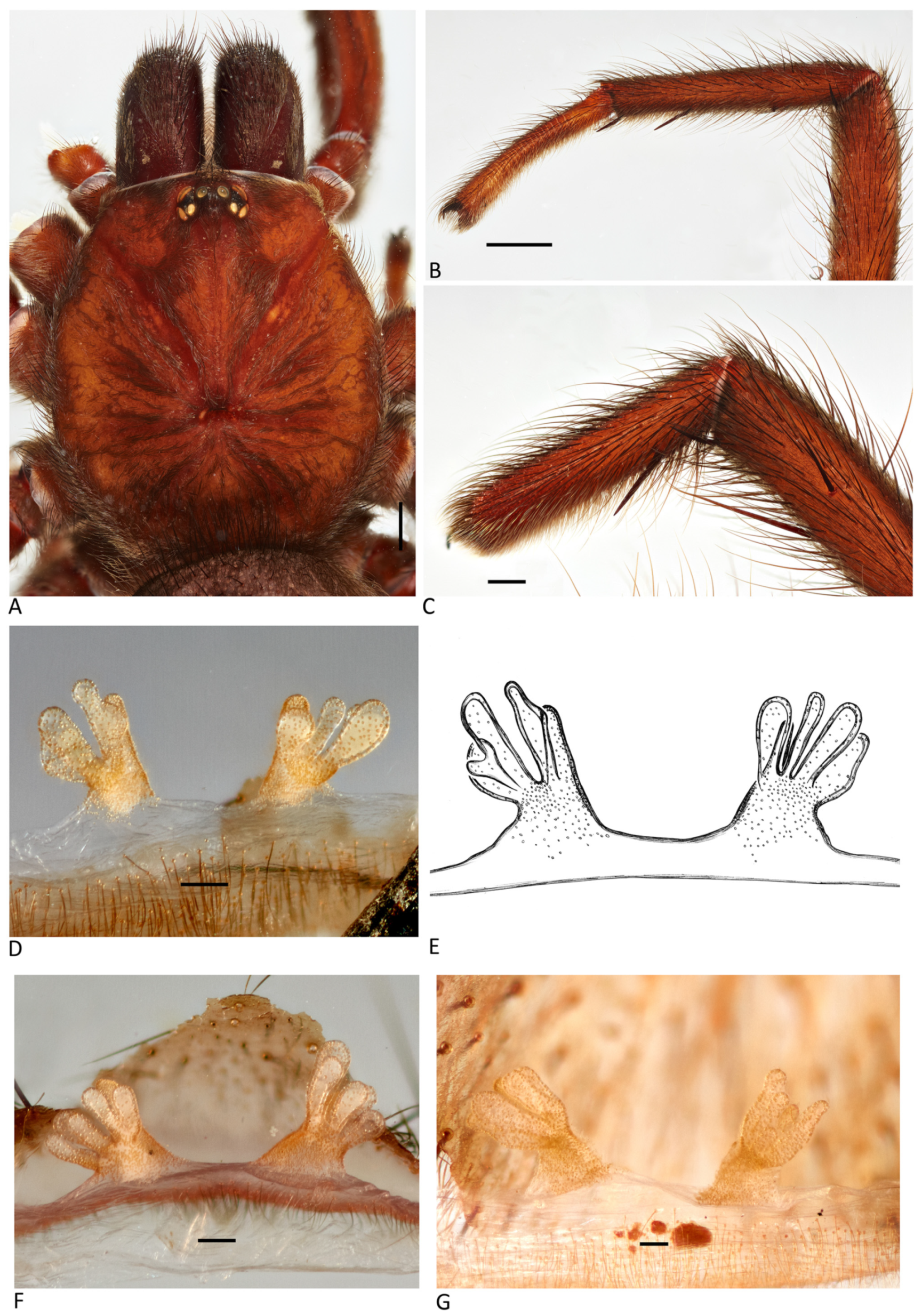 Arthropoda 01 00010 g129 550