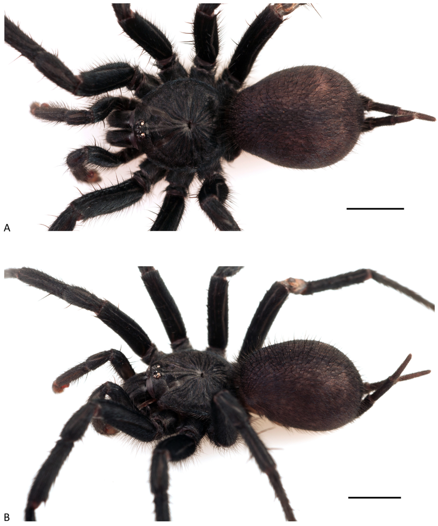 Arthropoda 01 00010 g130 550