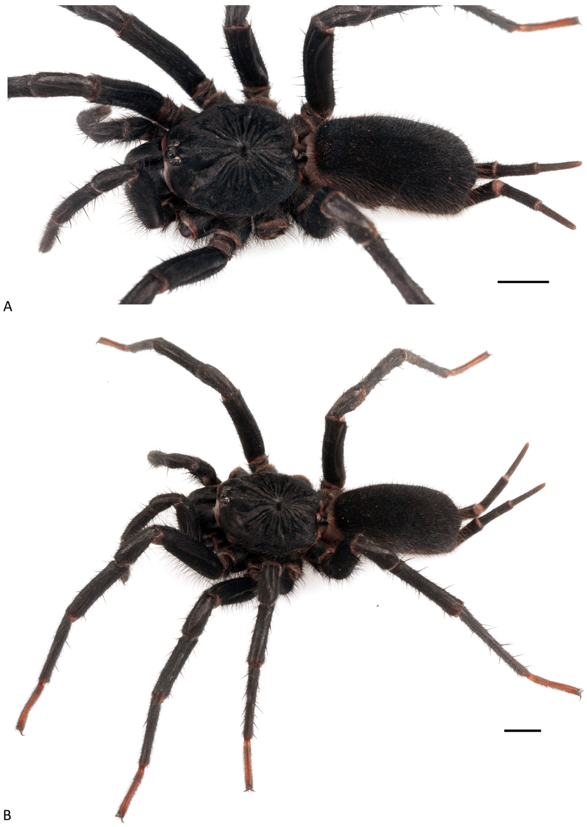 Arthropoda 01 00010 g133 550