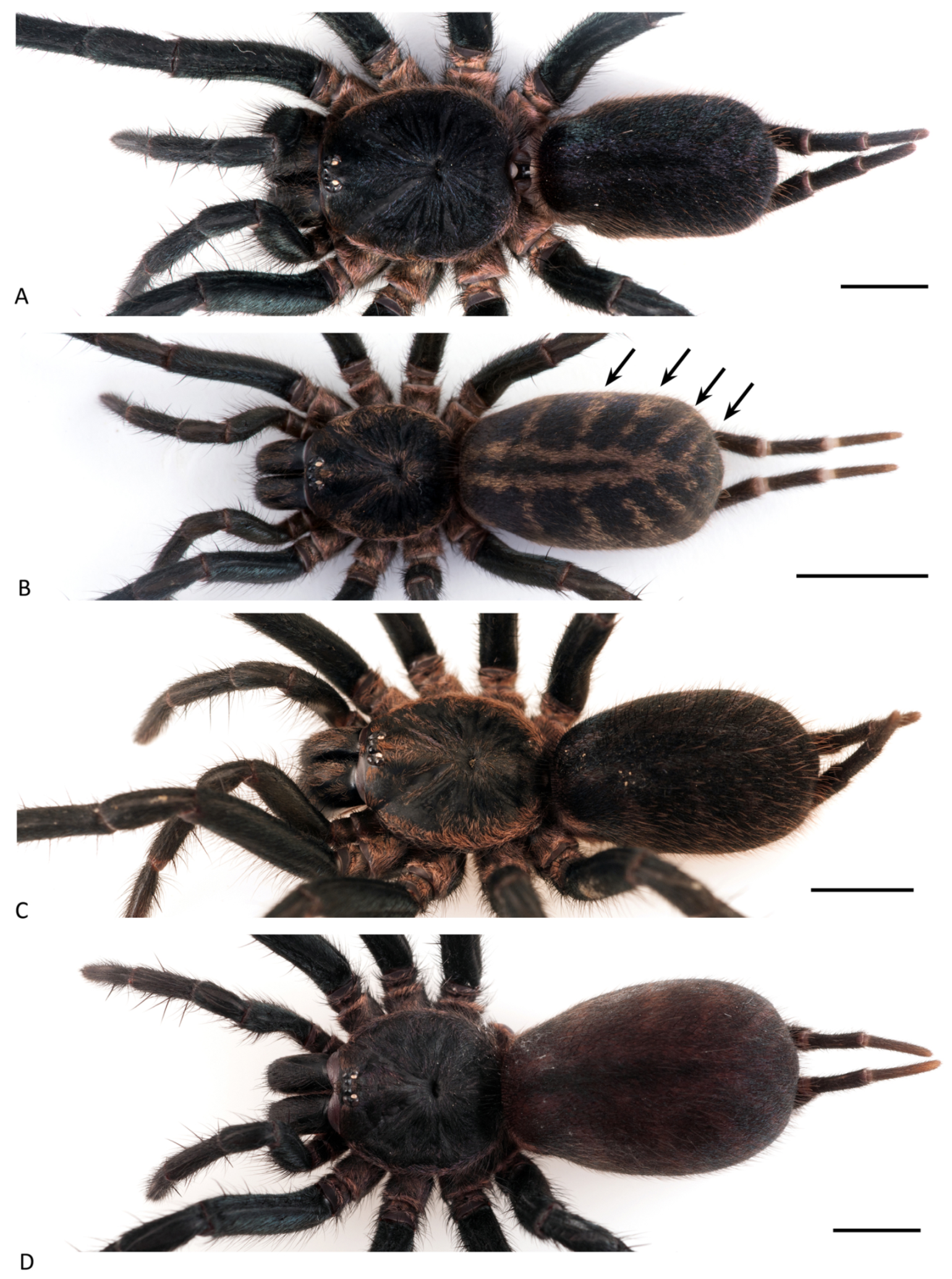 Arthropoda 01 00010 g135 550