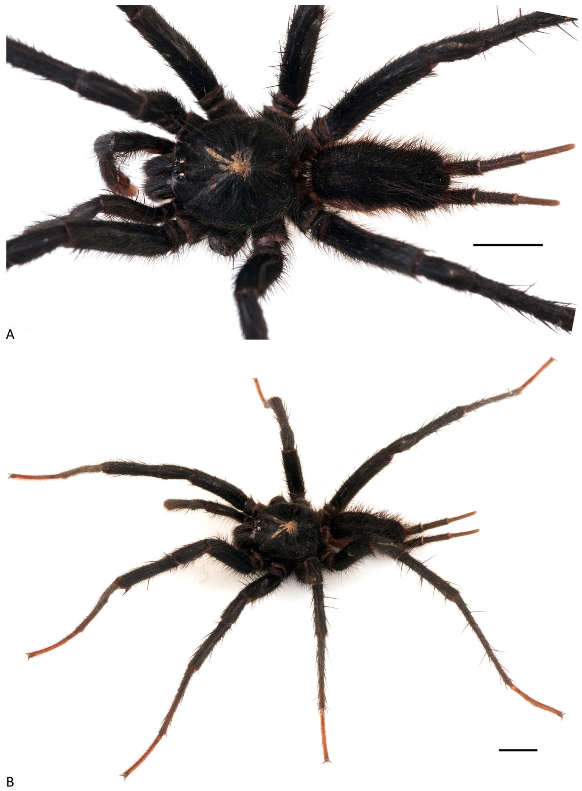 Arthropoda 01 00010 g136 550