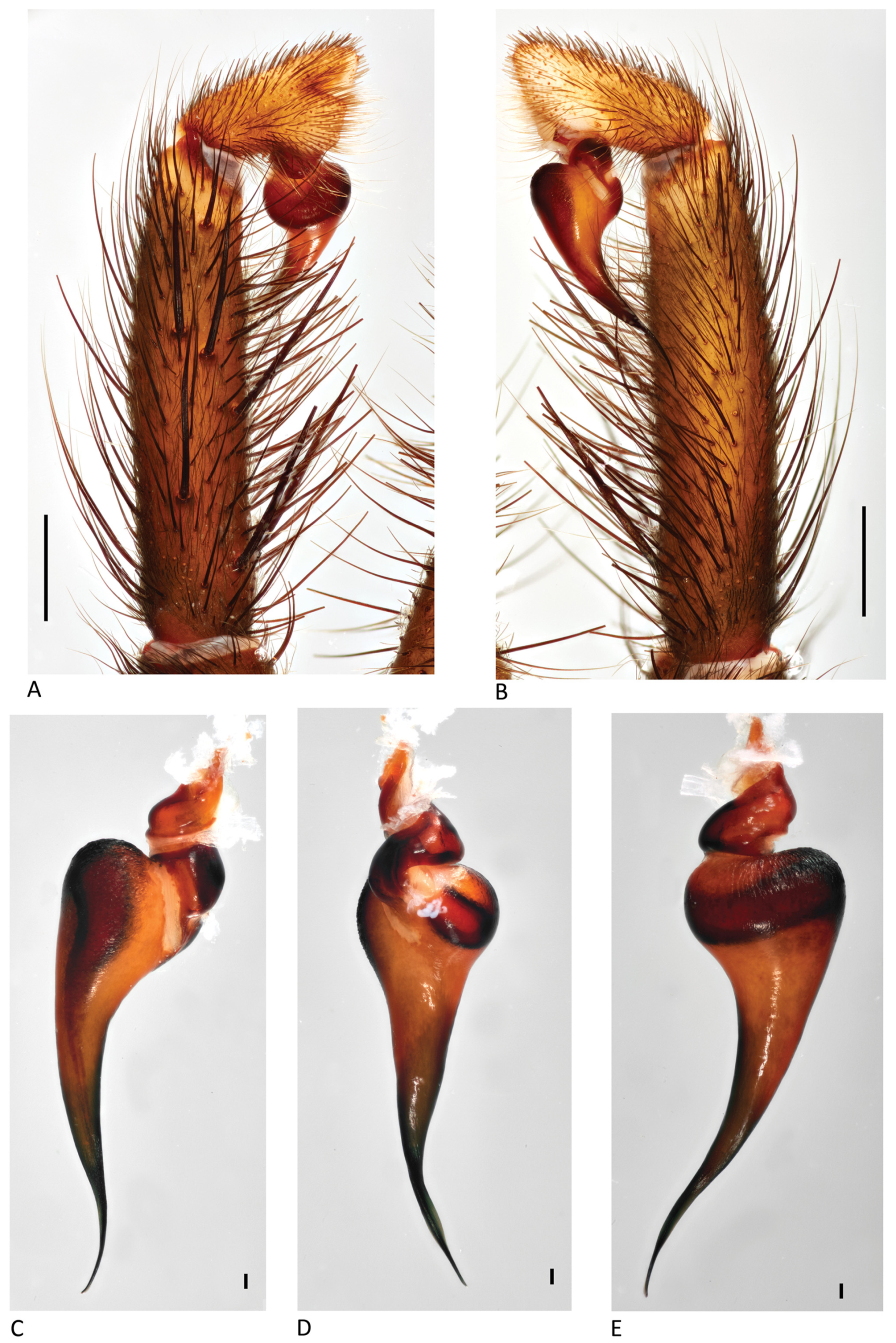 Arthropoda 01 00010 g138 550