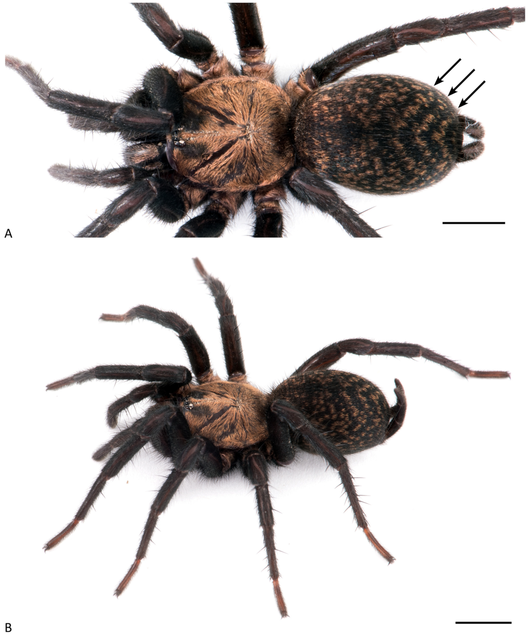 Arthropoda 01 00010 g139 550